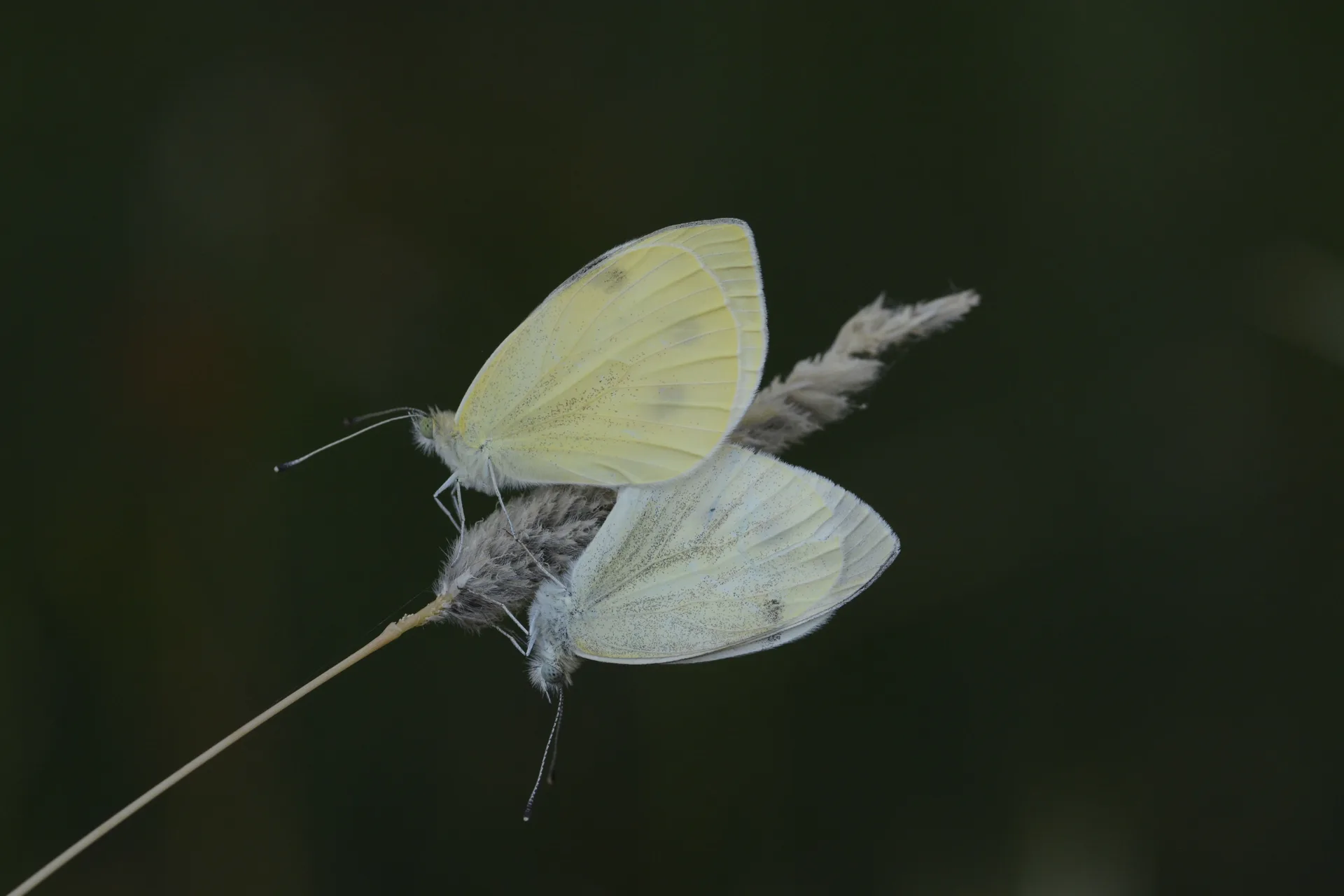 Pieris pseudorapae (YalancÄ± Beyazmelek) butterfly photo