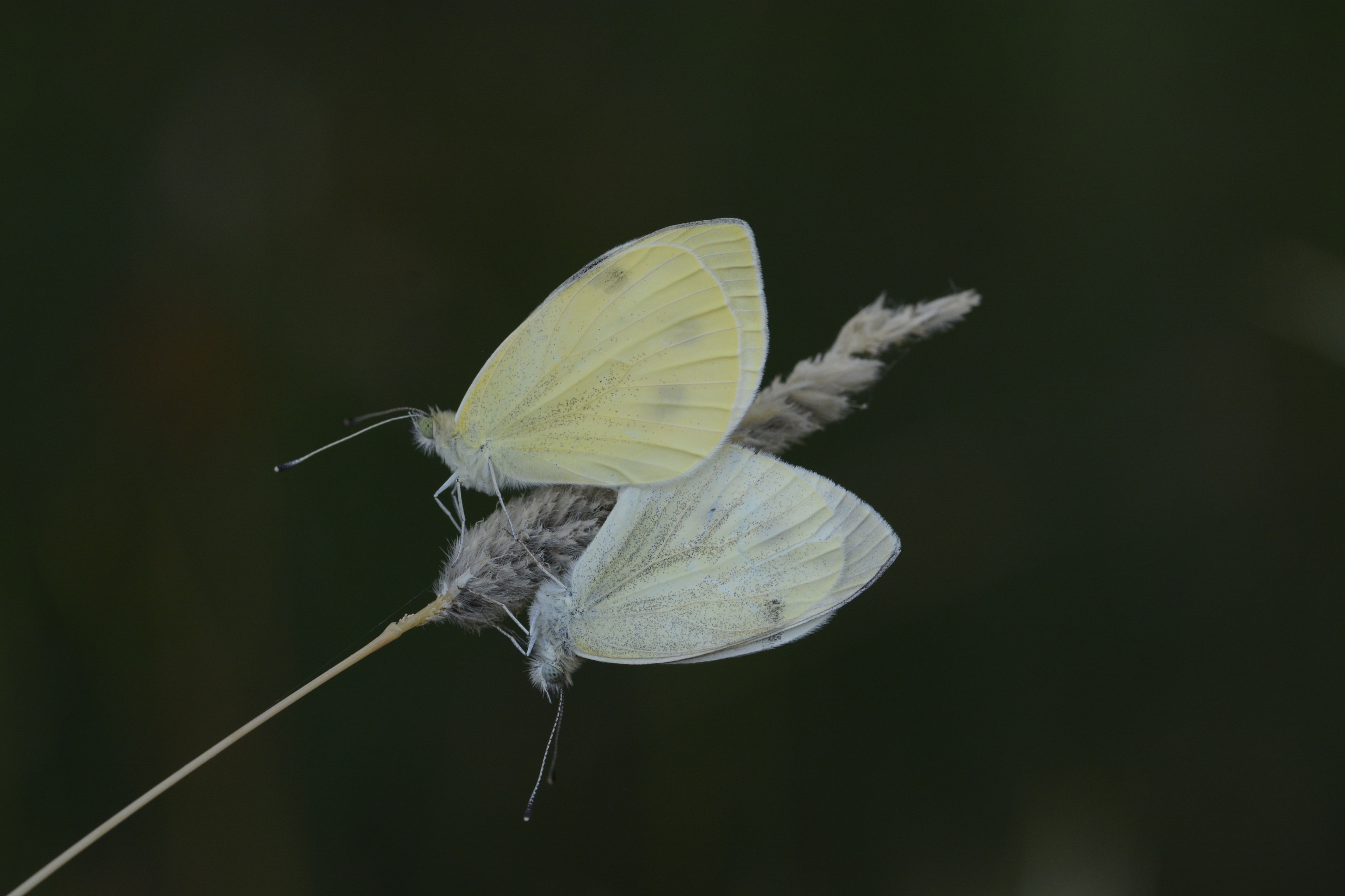 Pieris pseudorapae (Yalancı Beyazmelek) butterfly photo