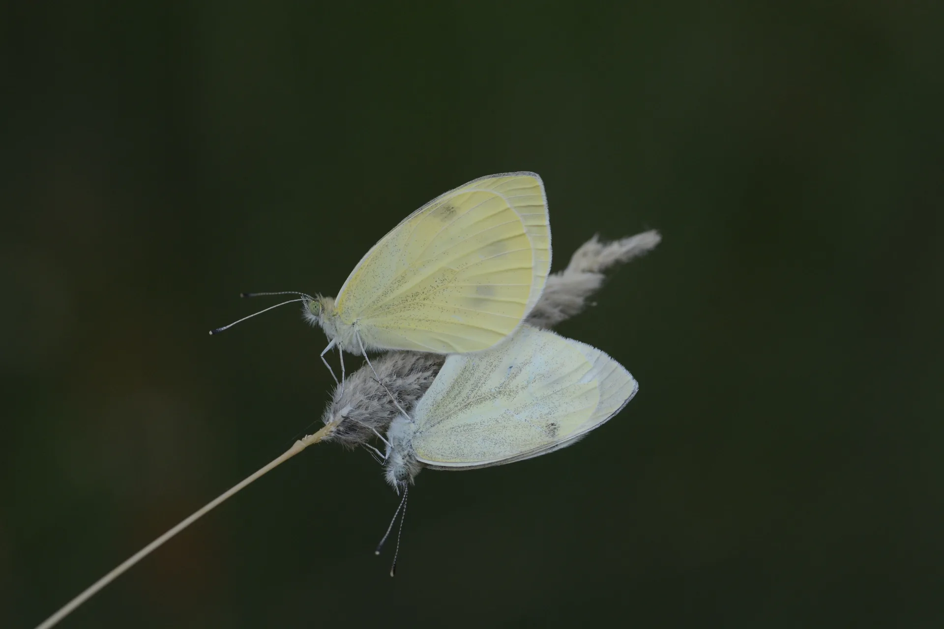 Pieris pseudorapae (YalancÄ± Beyazmelek) butterfly photo