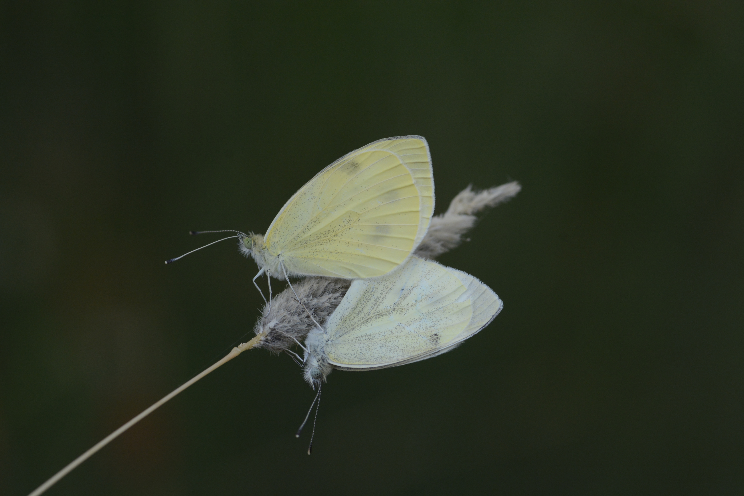 Pieris pseudorapae (Yalancı Beyazmelek) butterfly photo