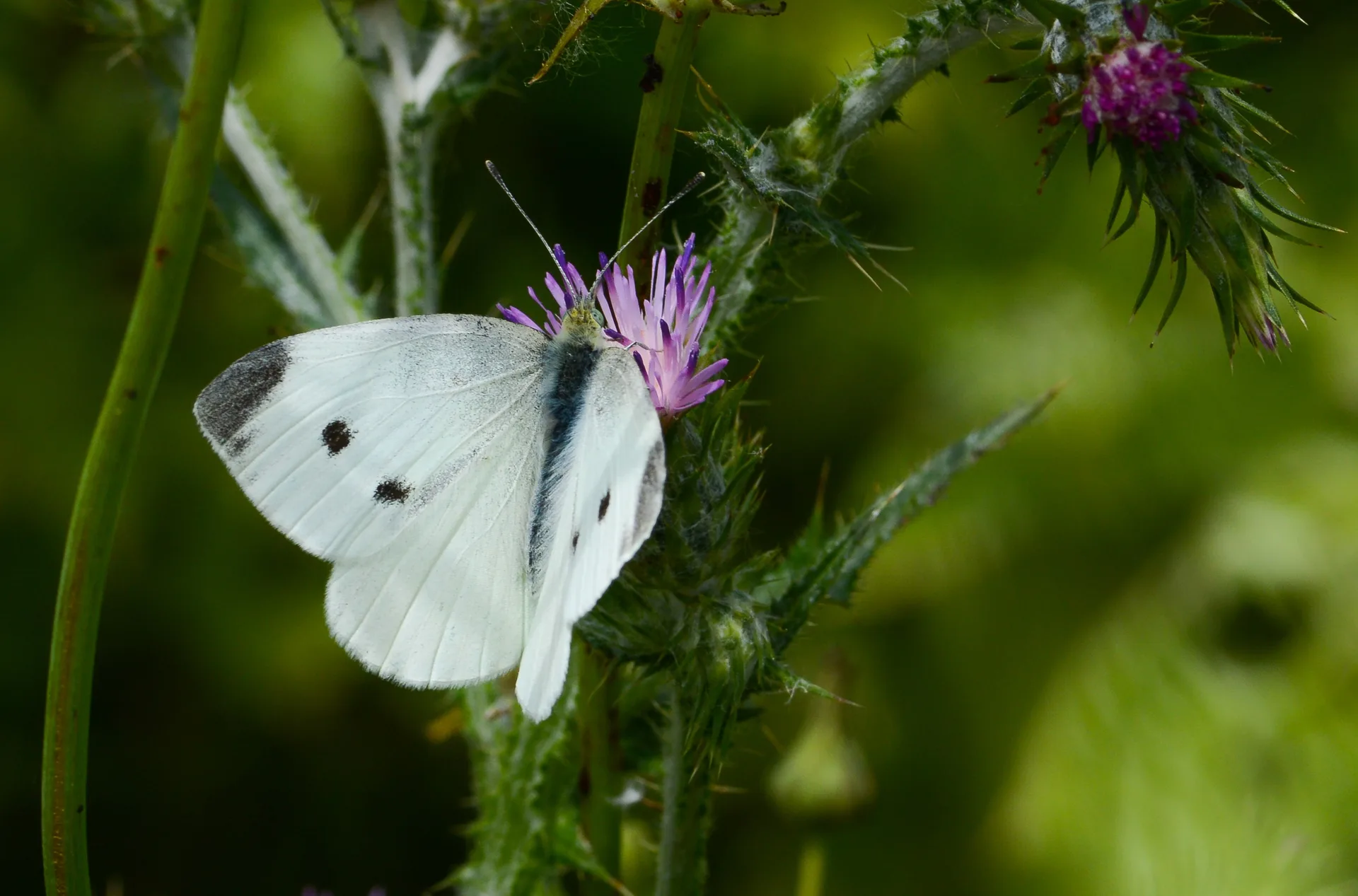 Pieris rapae (Küçük Beyazmelek) butterfly photo