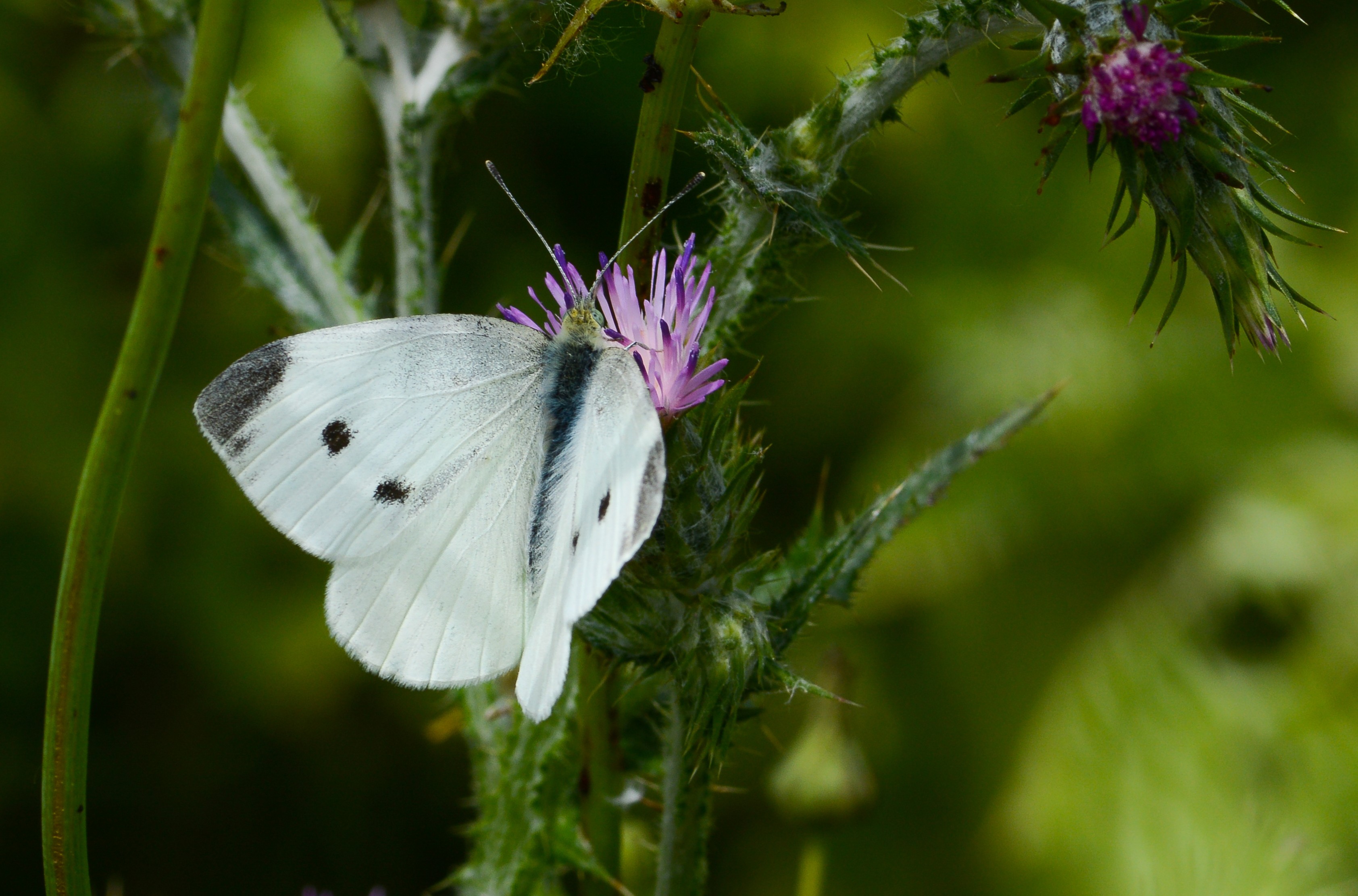 Pieris rapae (Küçük Beyazmelek) butterfly photo