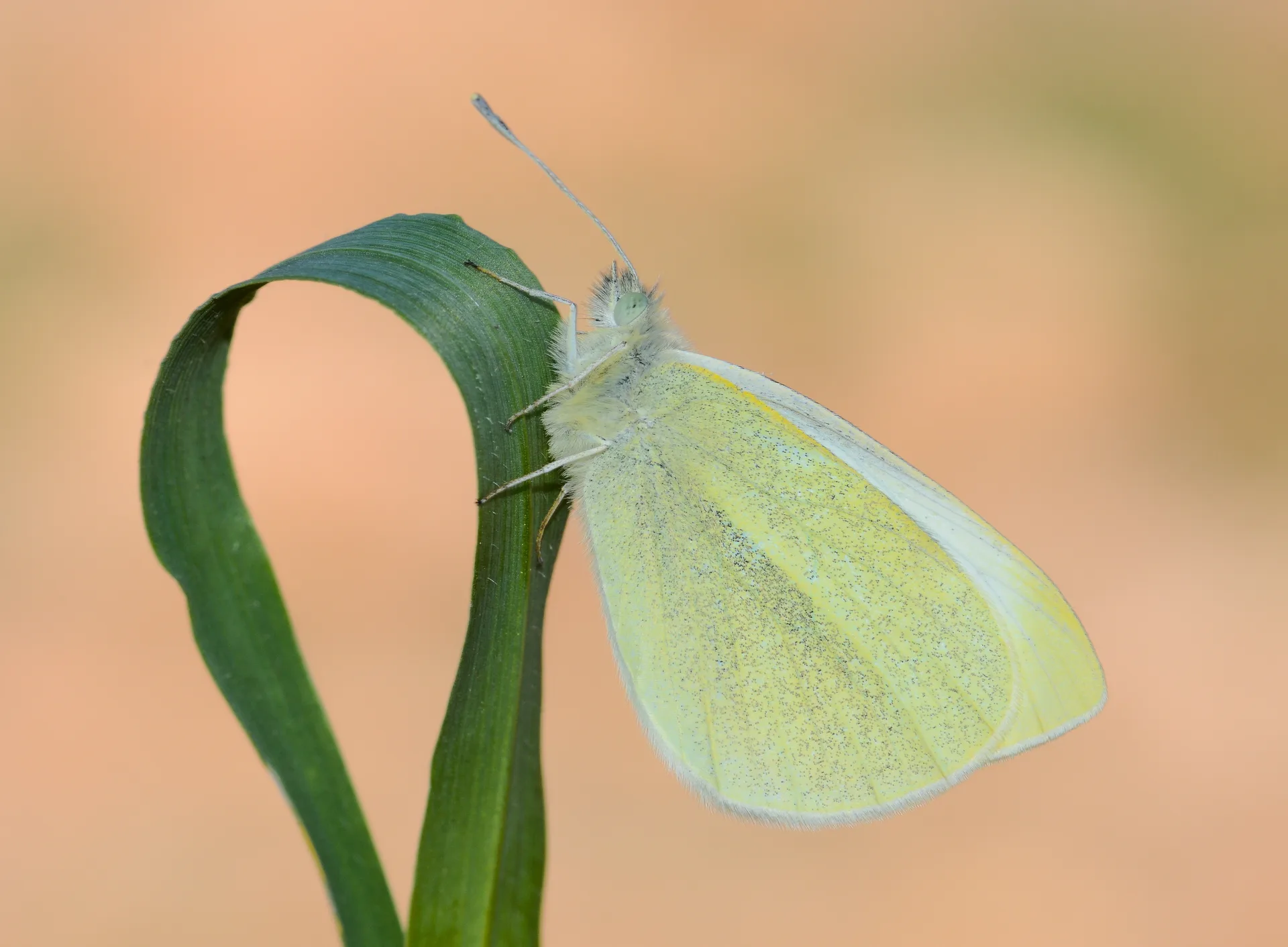 Pieris rapae (KÃ¼Ã§Ã¼k Beyazmelek) butterfly photo