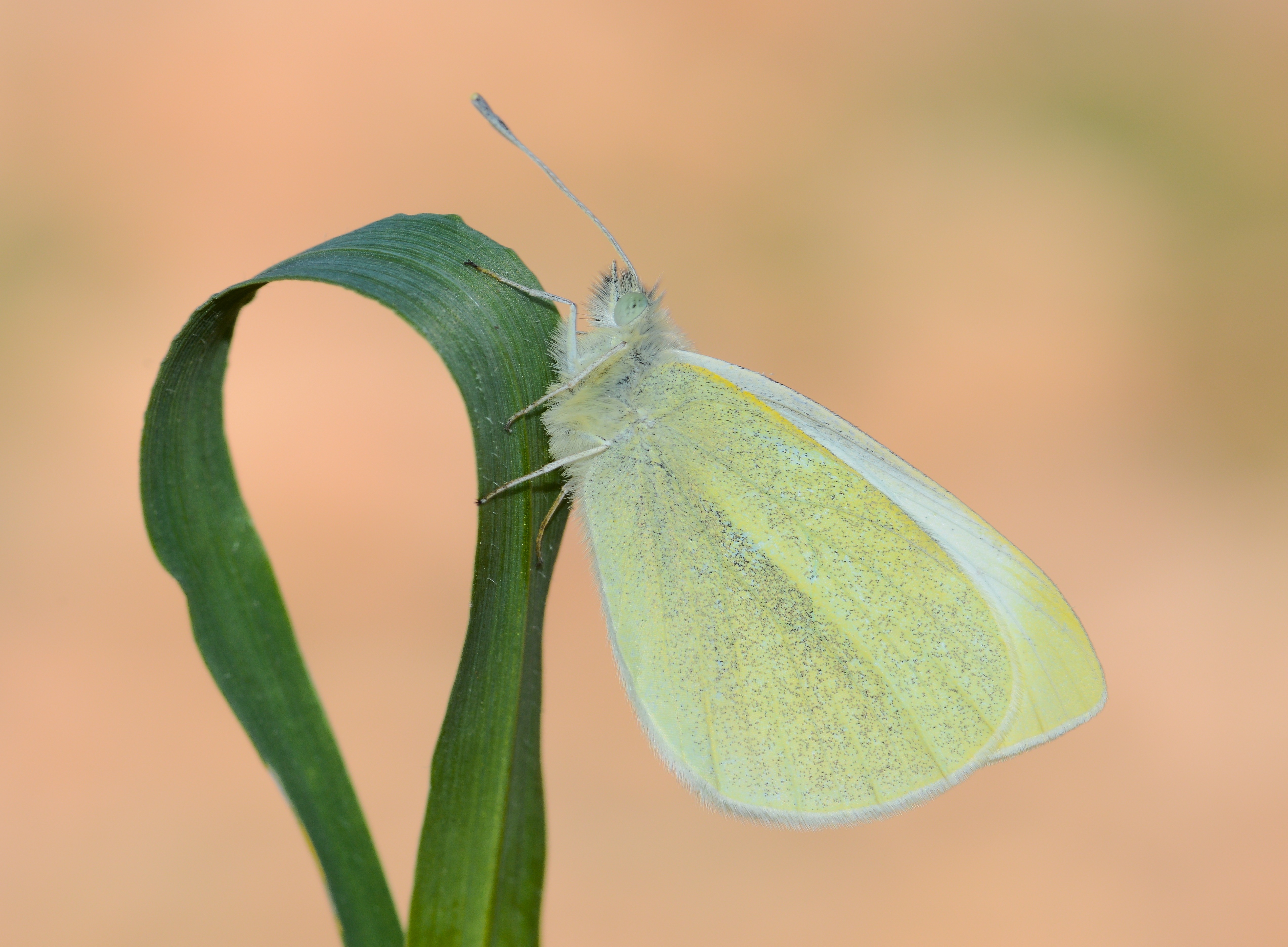 Pieris rapae (Küçük Beyazmelek) butterfly photo