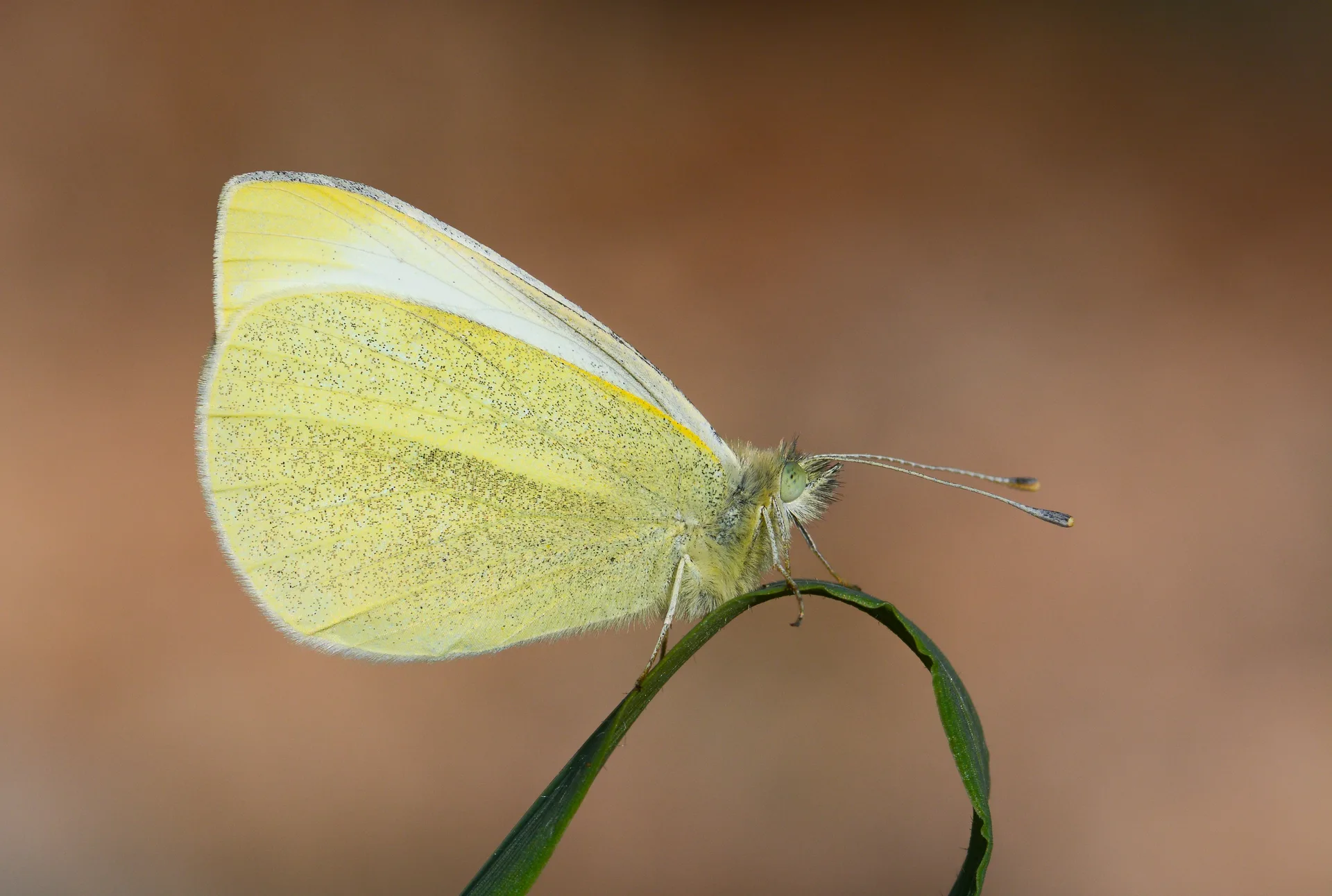 Pieris rapae (KÃ¼Ã§Ã¼k Beyazmelek) butterfly photo