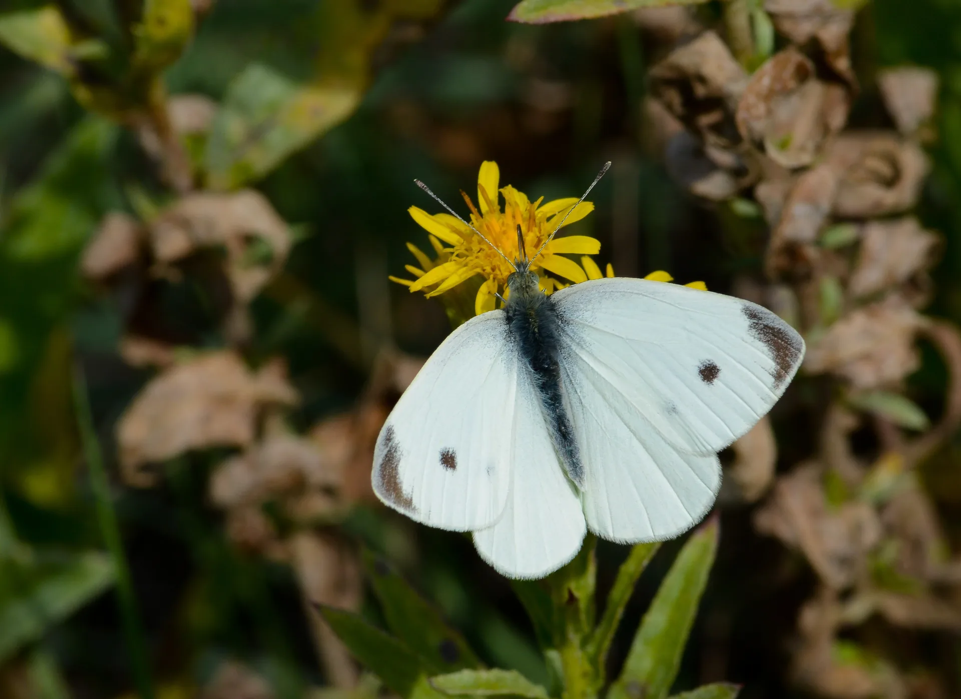 Pieris rapae (KÃ¼Ã§Ã¼k Beyazmelek) butterfly photo