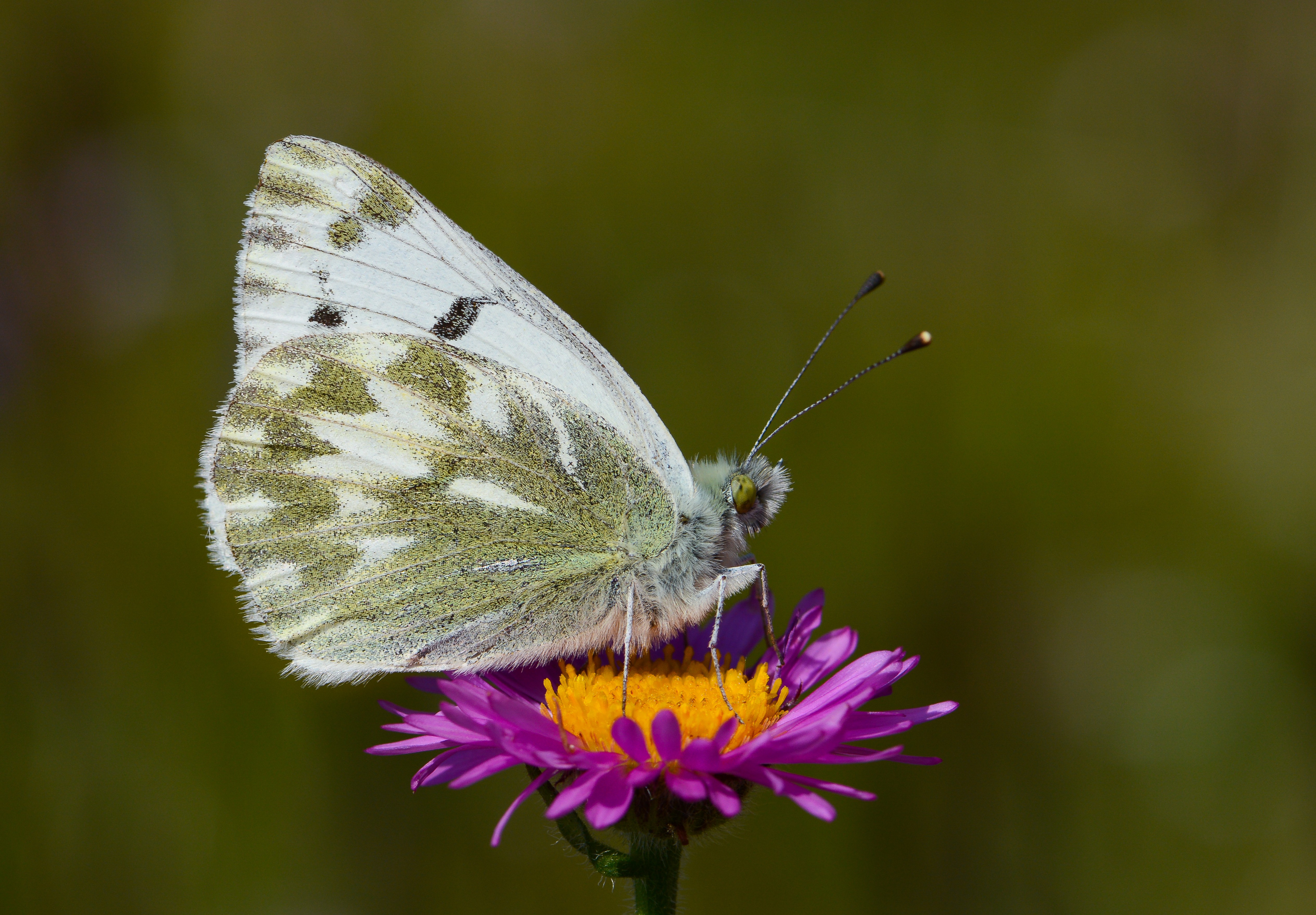 Pontia callidice (Dorukların Beneklimeleği) butterfly photo