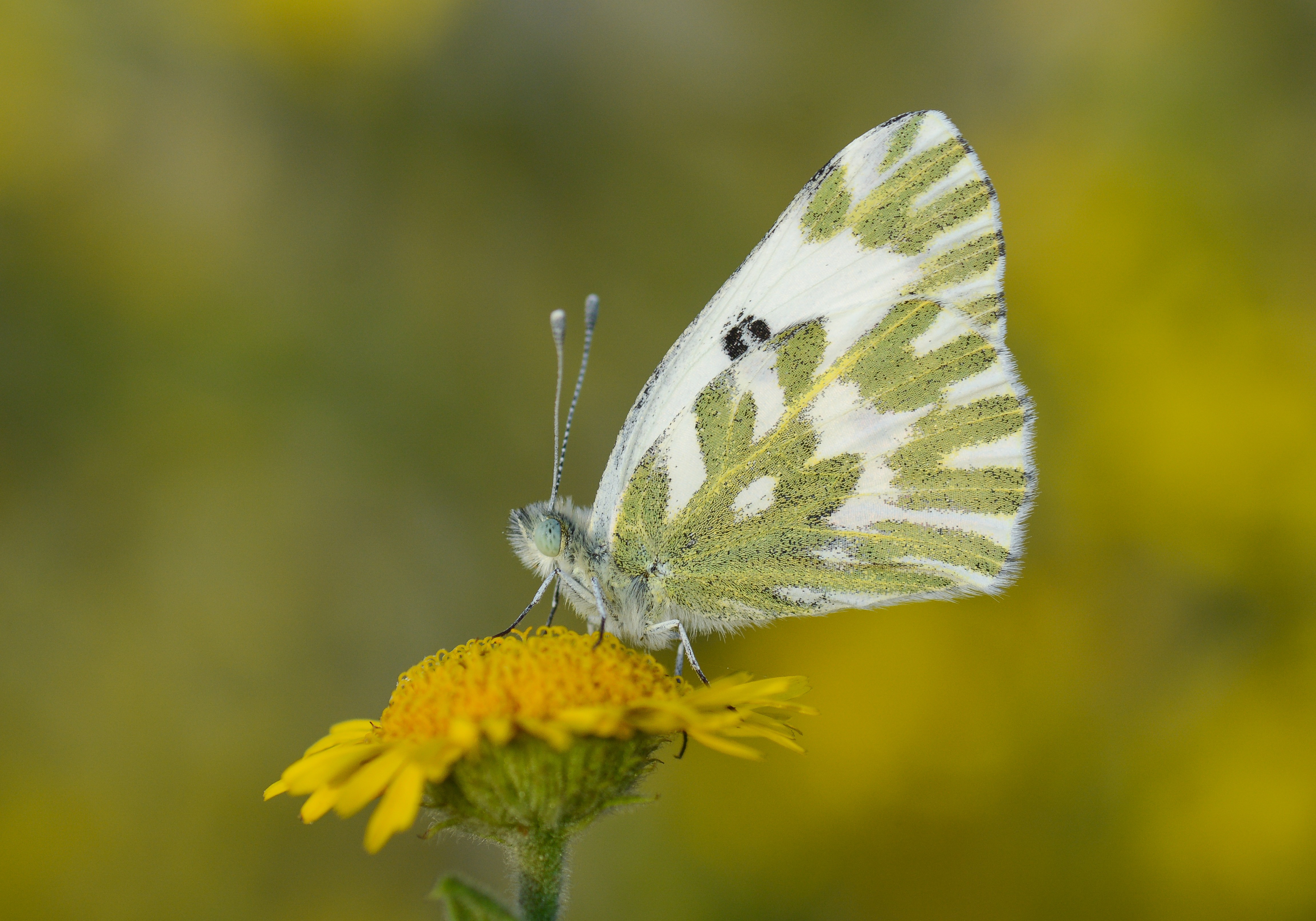 Pontia chloridice (Küçük Beneklimelek) butterfly photo