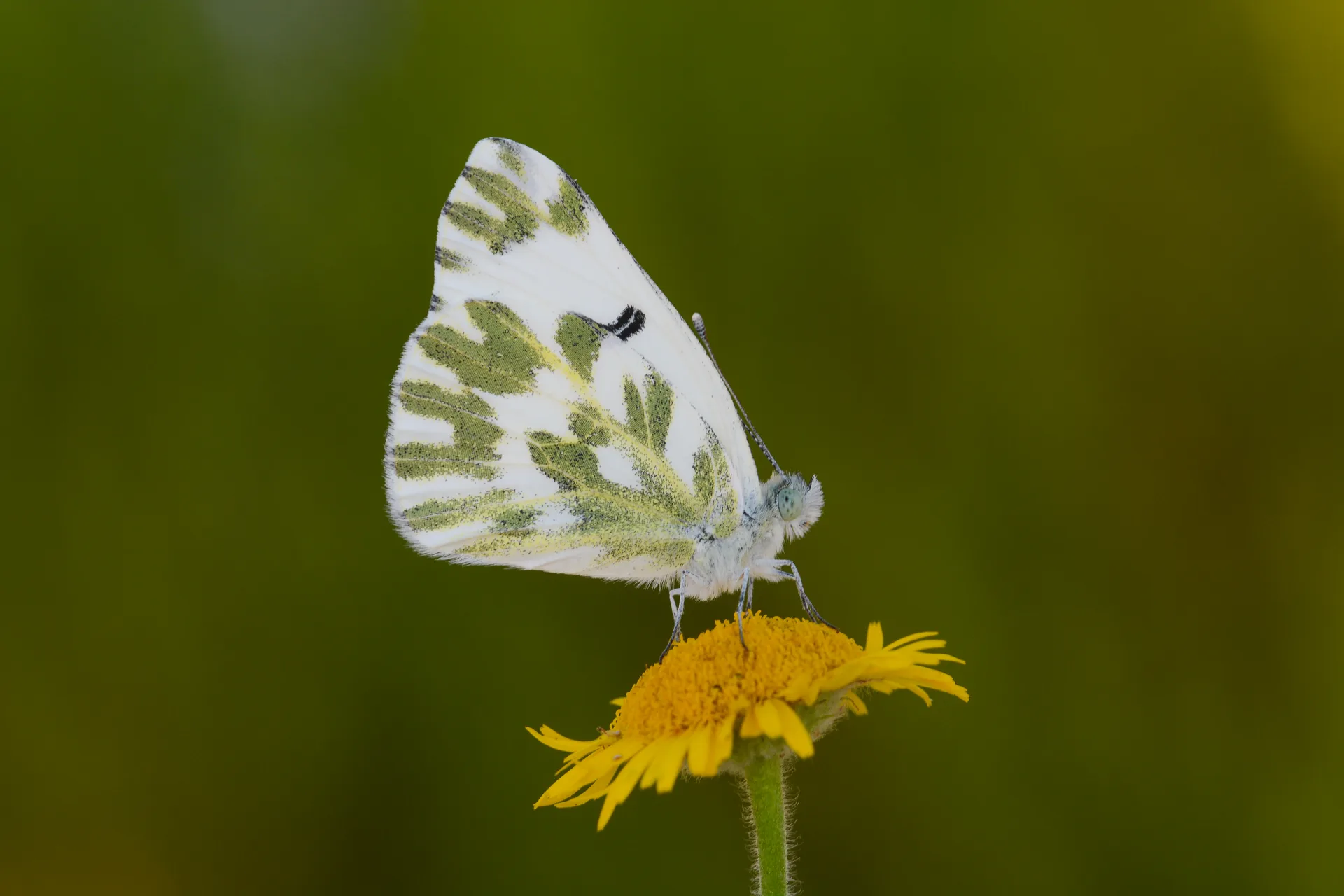 Pontia chloridice (KÃ¼Ã§Ã¼k Beneklimelek) butterfly photo