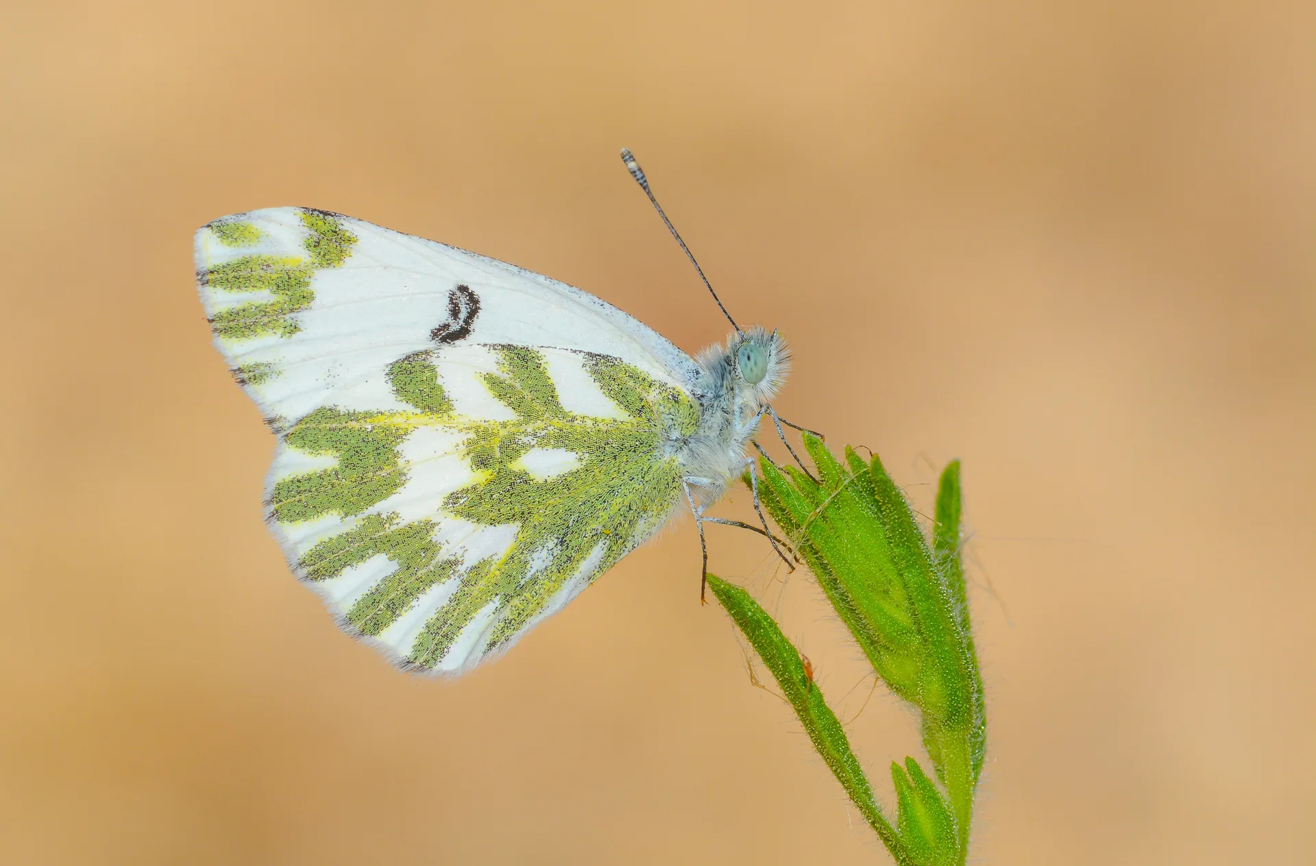 Pontia chloridice (KÃ¼Ã§Ã¼k Beneklimelek) butterfly photo