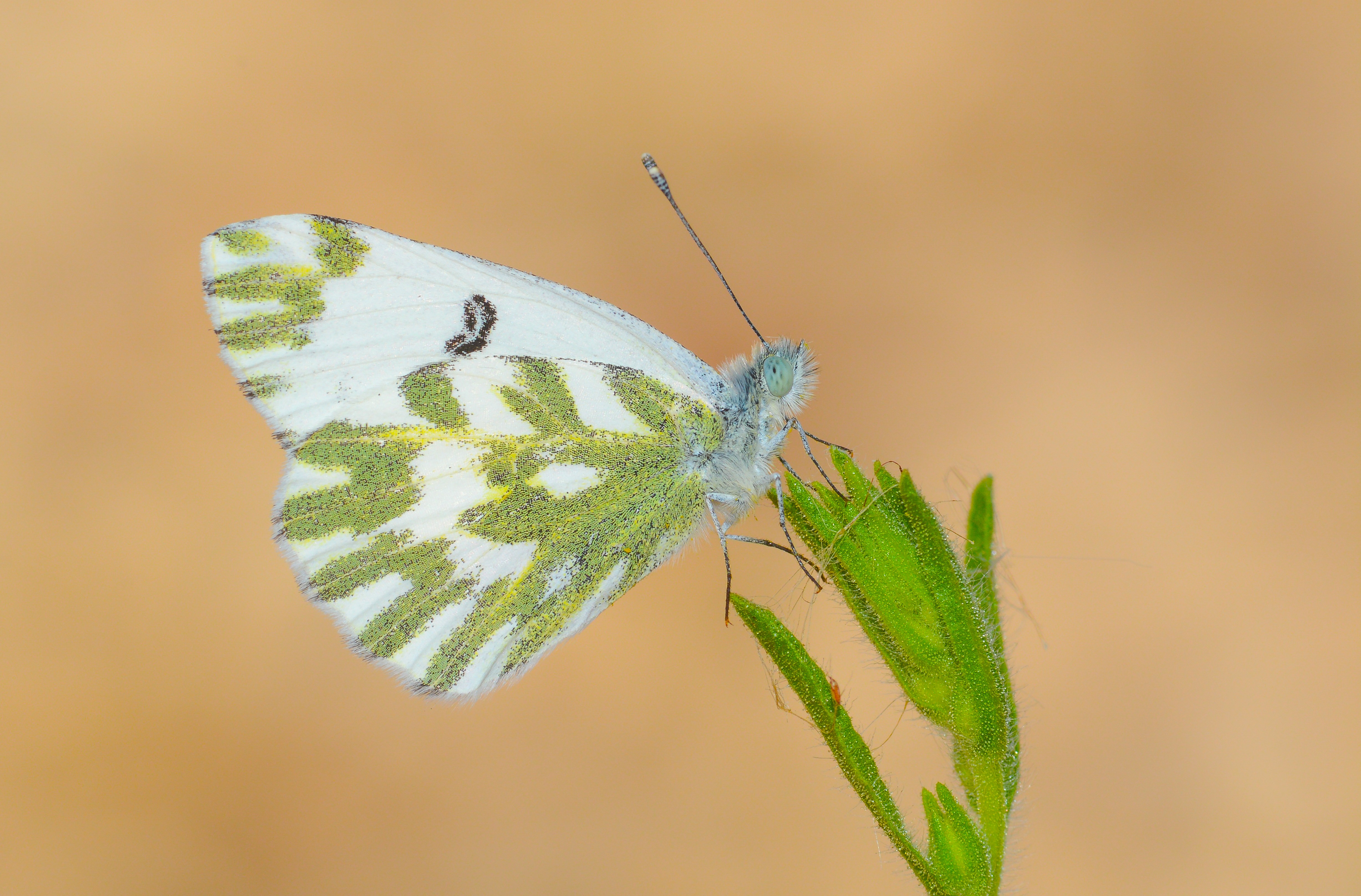 Pontia chloridice (Küçük Beneklimelek) butterfly photo