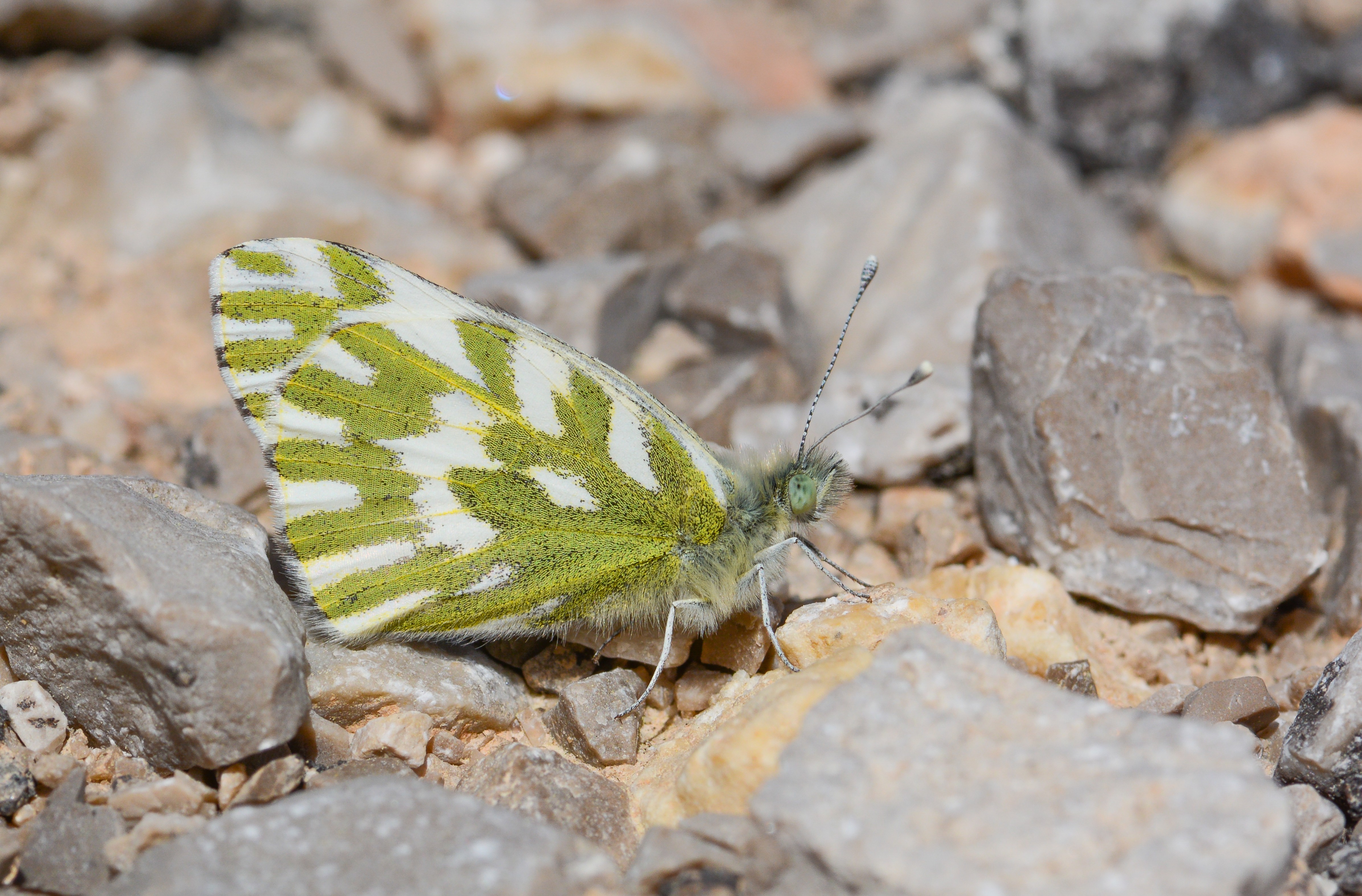 Pontia chloridice (Küçük Beneklimelek) butterfly photo