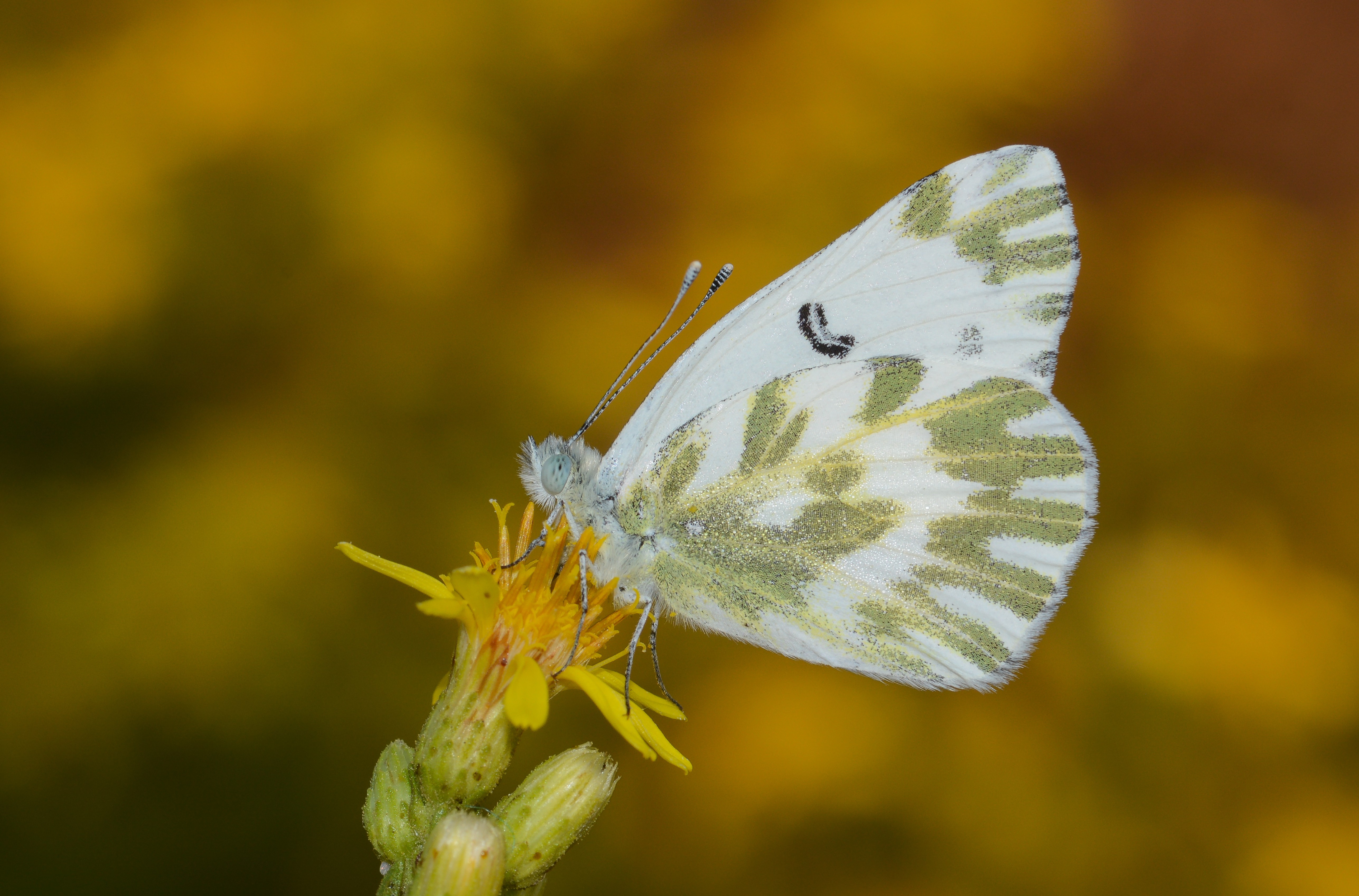 Pontia chloridice (Küçük Beneklimelek) butterfly photo