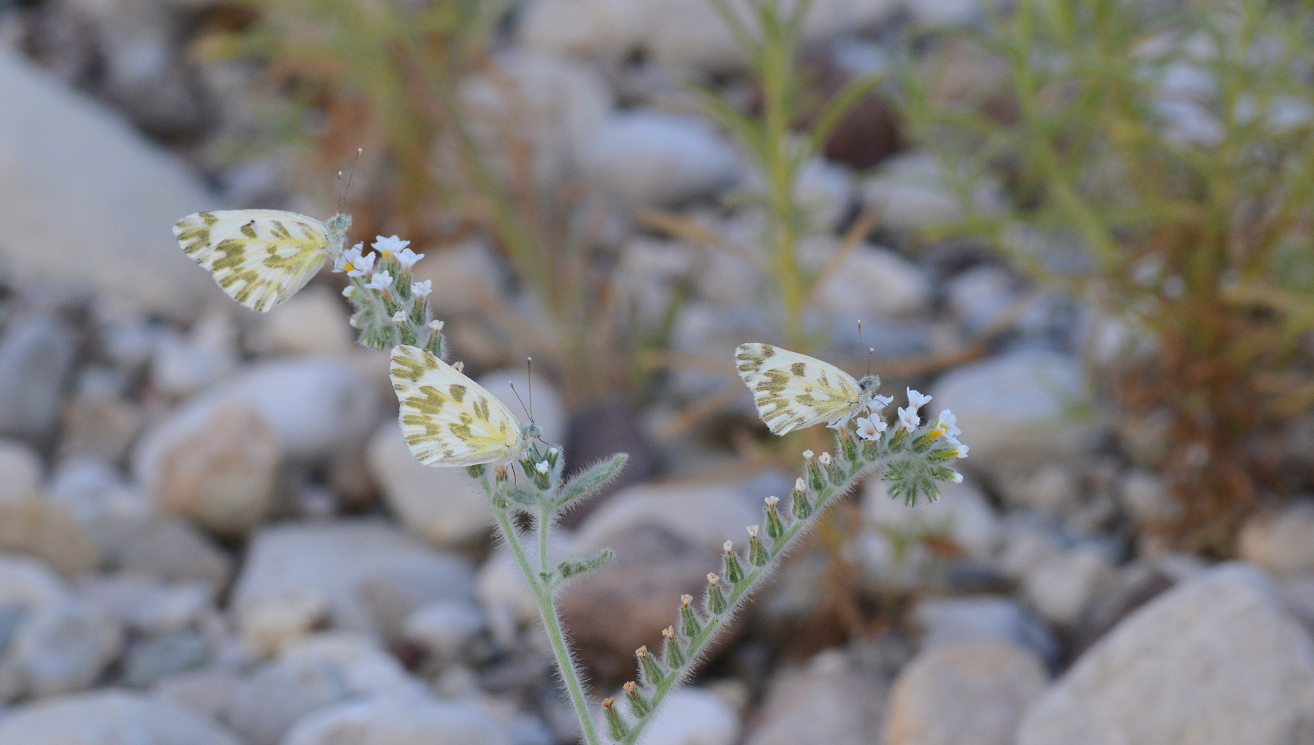 Pontia chloridice (Küçük Beneklimelek) butterfly photo