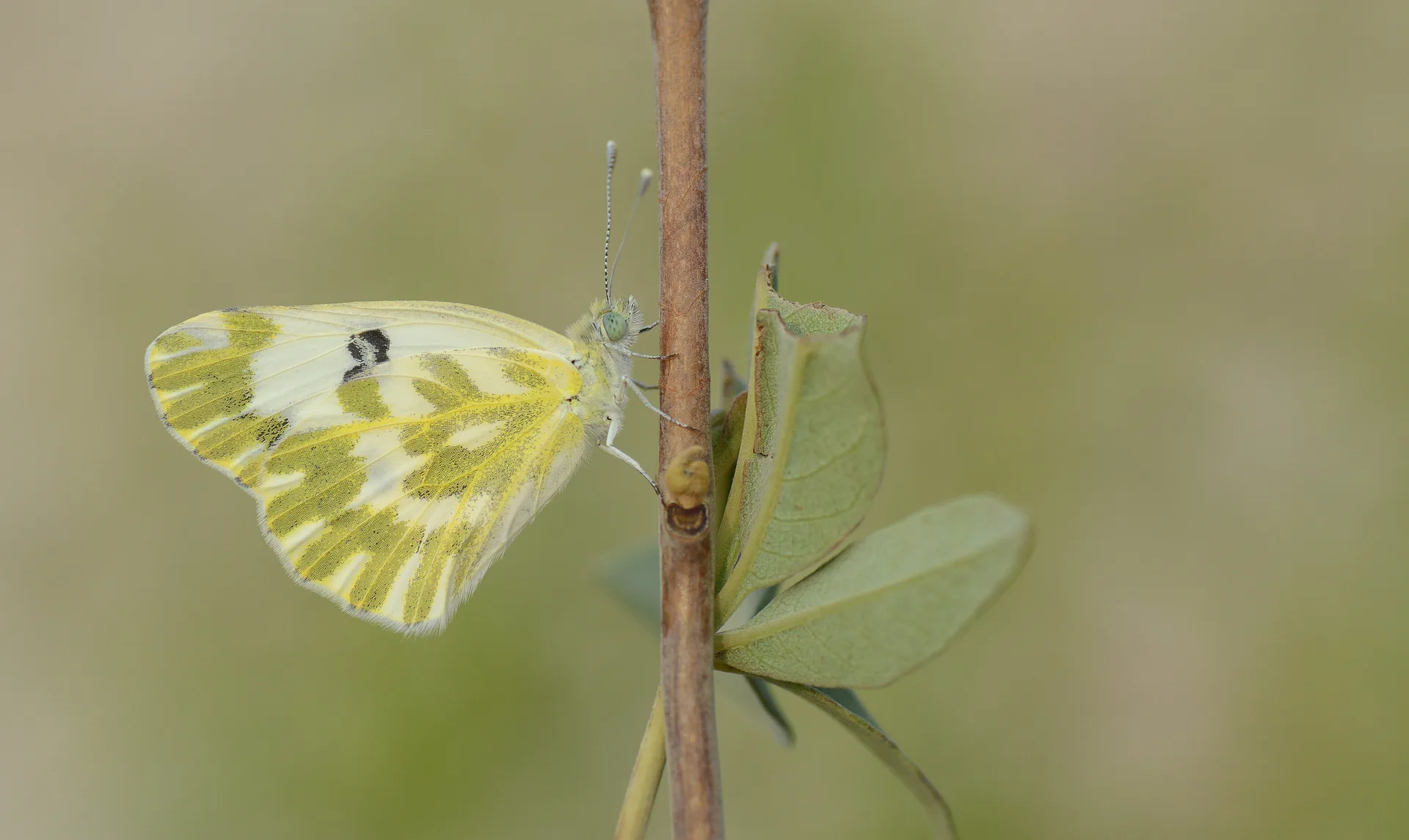 Pontia chloridice (KÃ¼Ã§Ã¼k Beneklimelek) butterfly photo