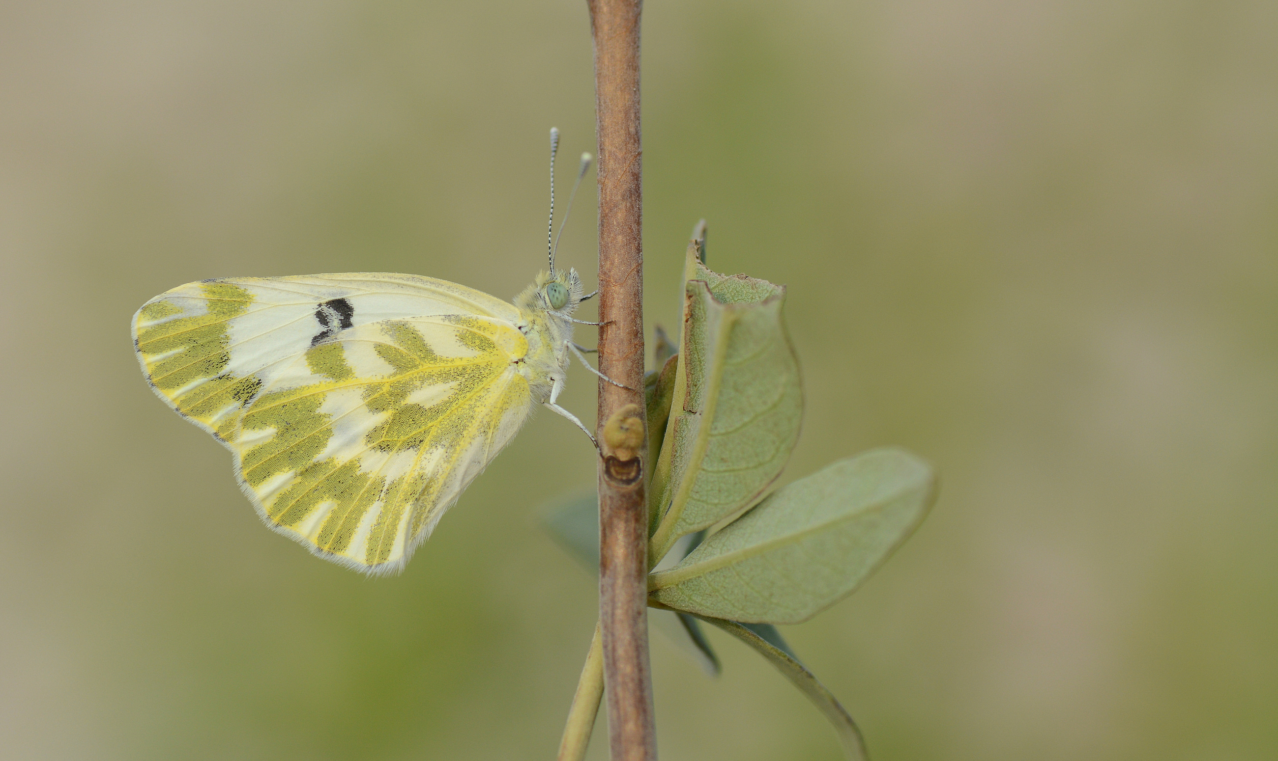 Pontia chloridice (Küçük Beneklimelek) butterfly photo