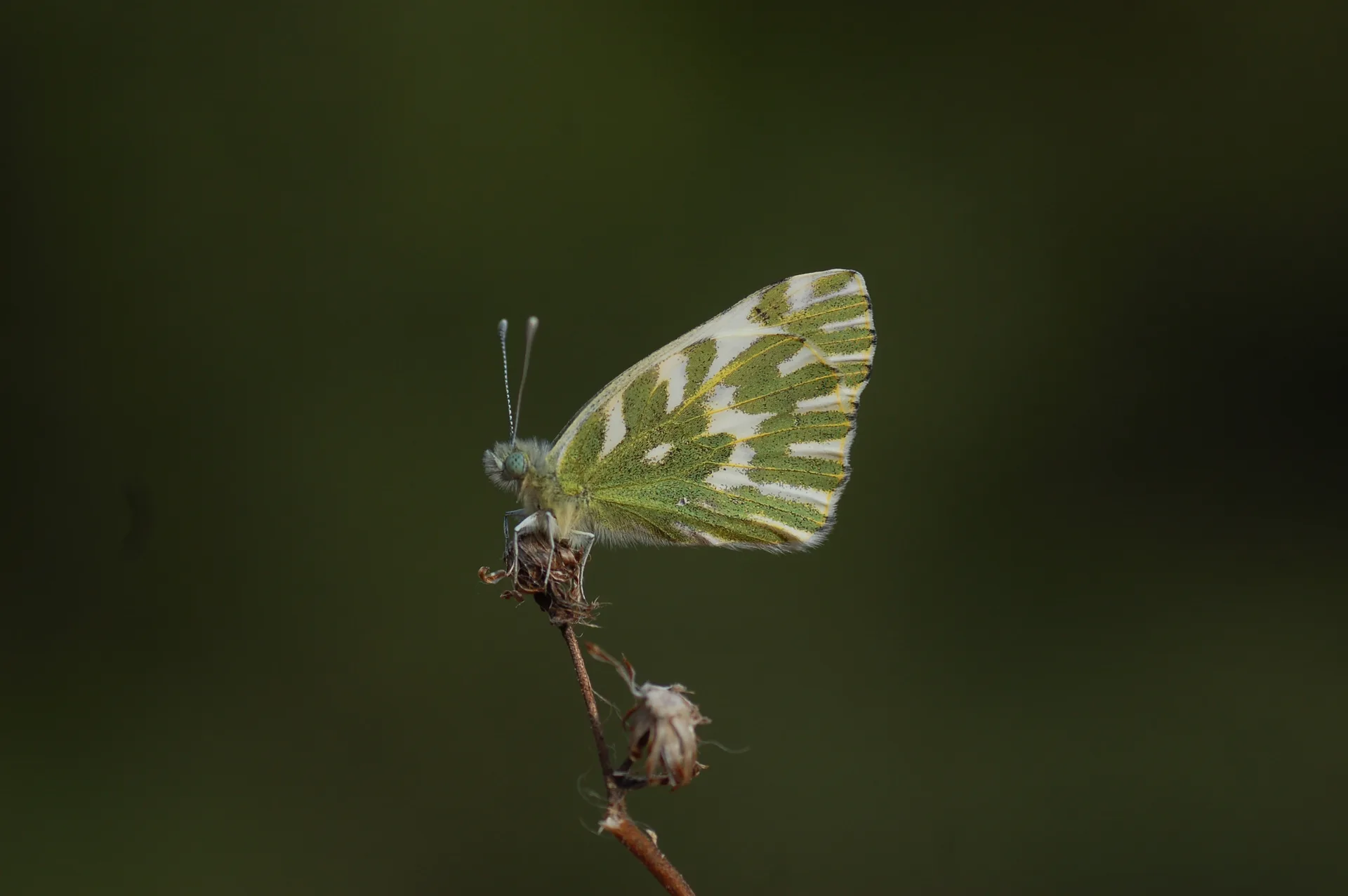Pontia chloridice (KÃ¼Ã§Ã¼k Beneklimelek) butterfly photo