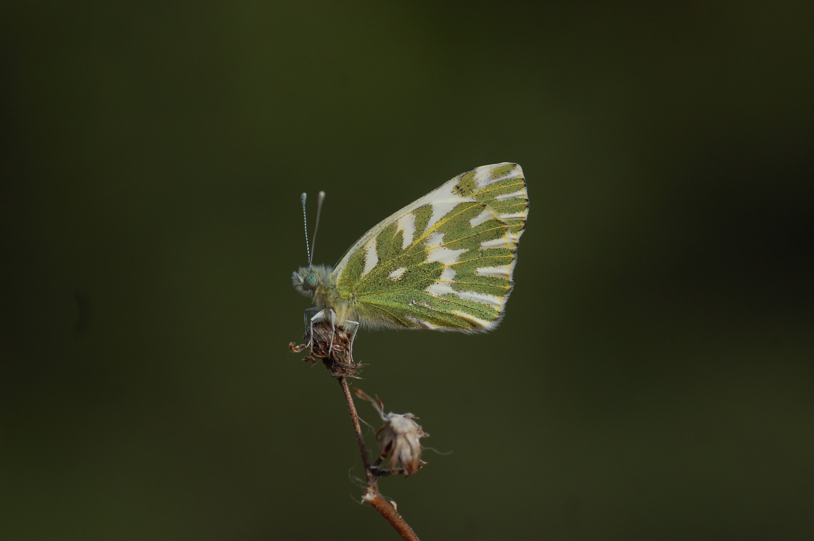 Pontia chloridice (Küçük Beneklimelek) butterfly photo