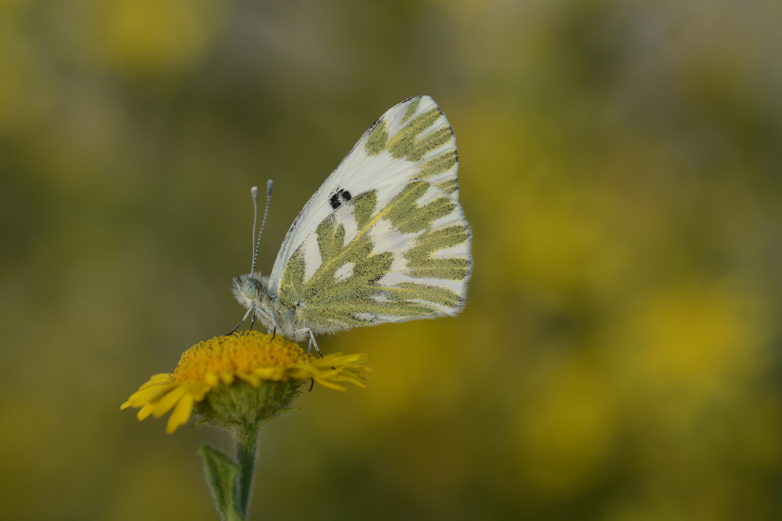 Pontia chloridice (Küçük Beneklimelek) butterfly photo