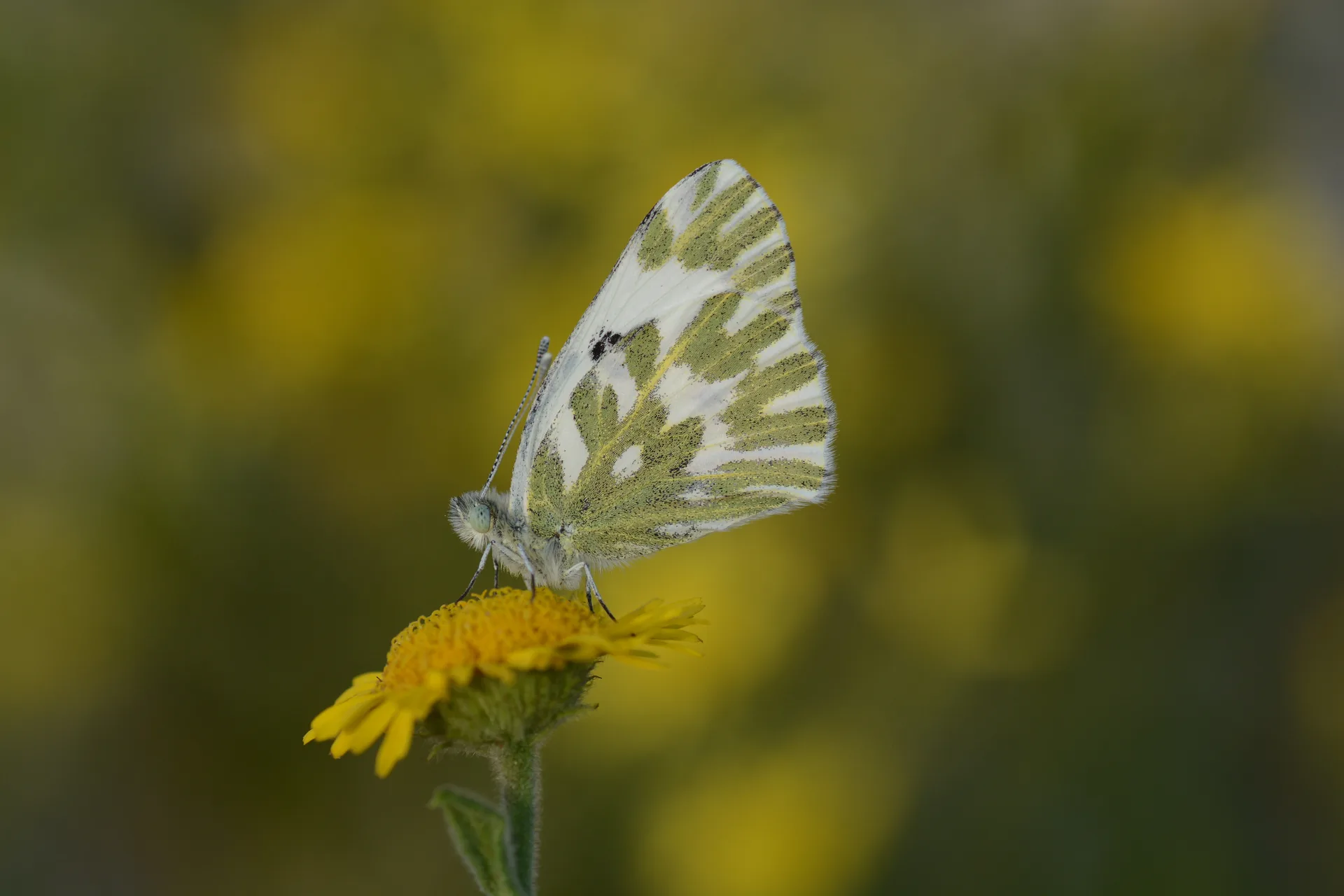 Pontia chloridice (KÃ¼Ã§Ã¼k Beneklimelek) butterfly photo
