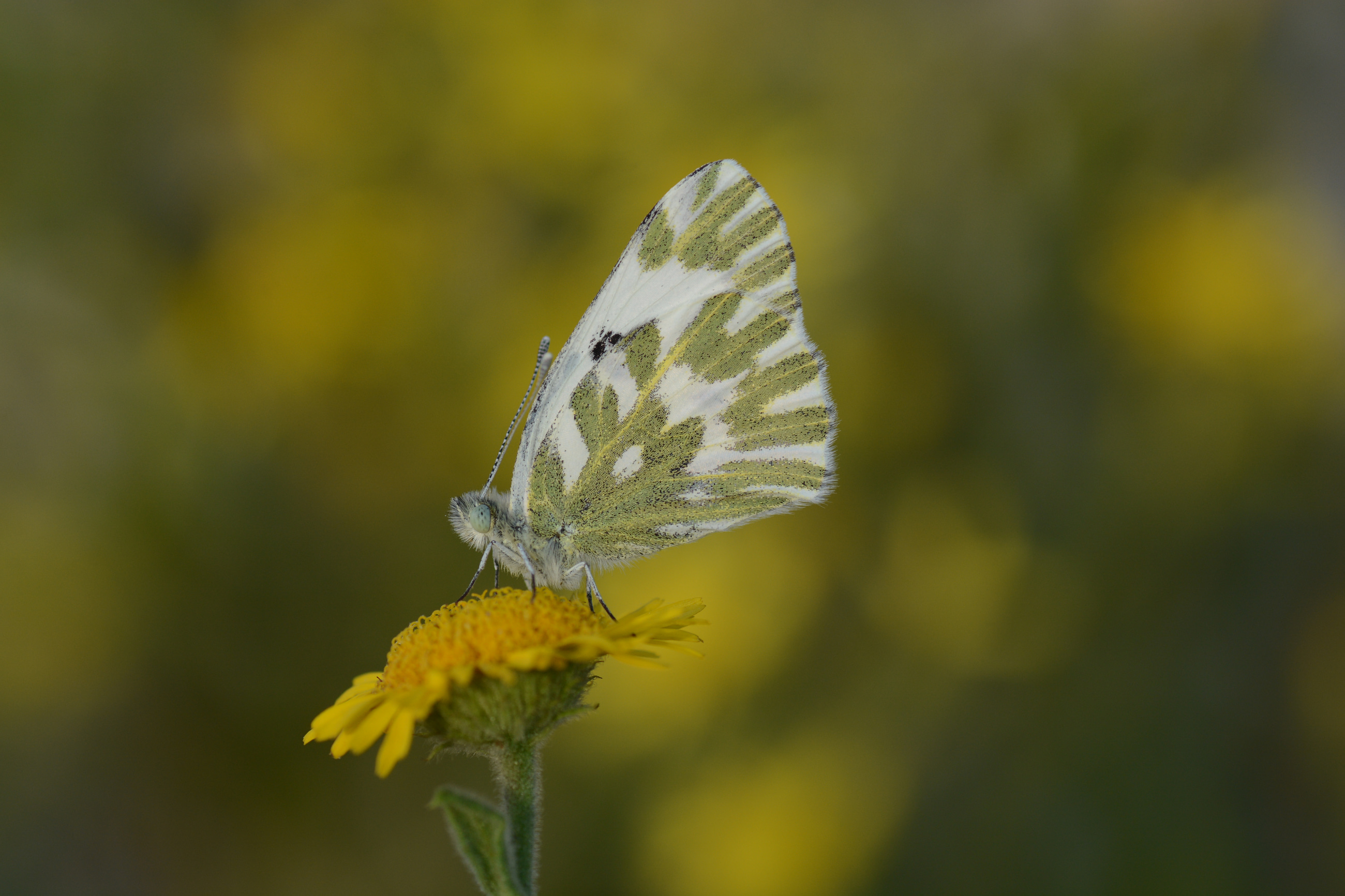 Pontia chloridice (Küçük Beneklimelek) butterfly photo