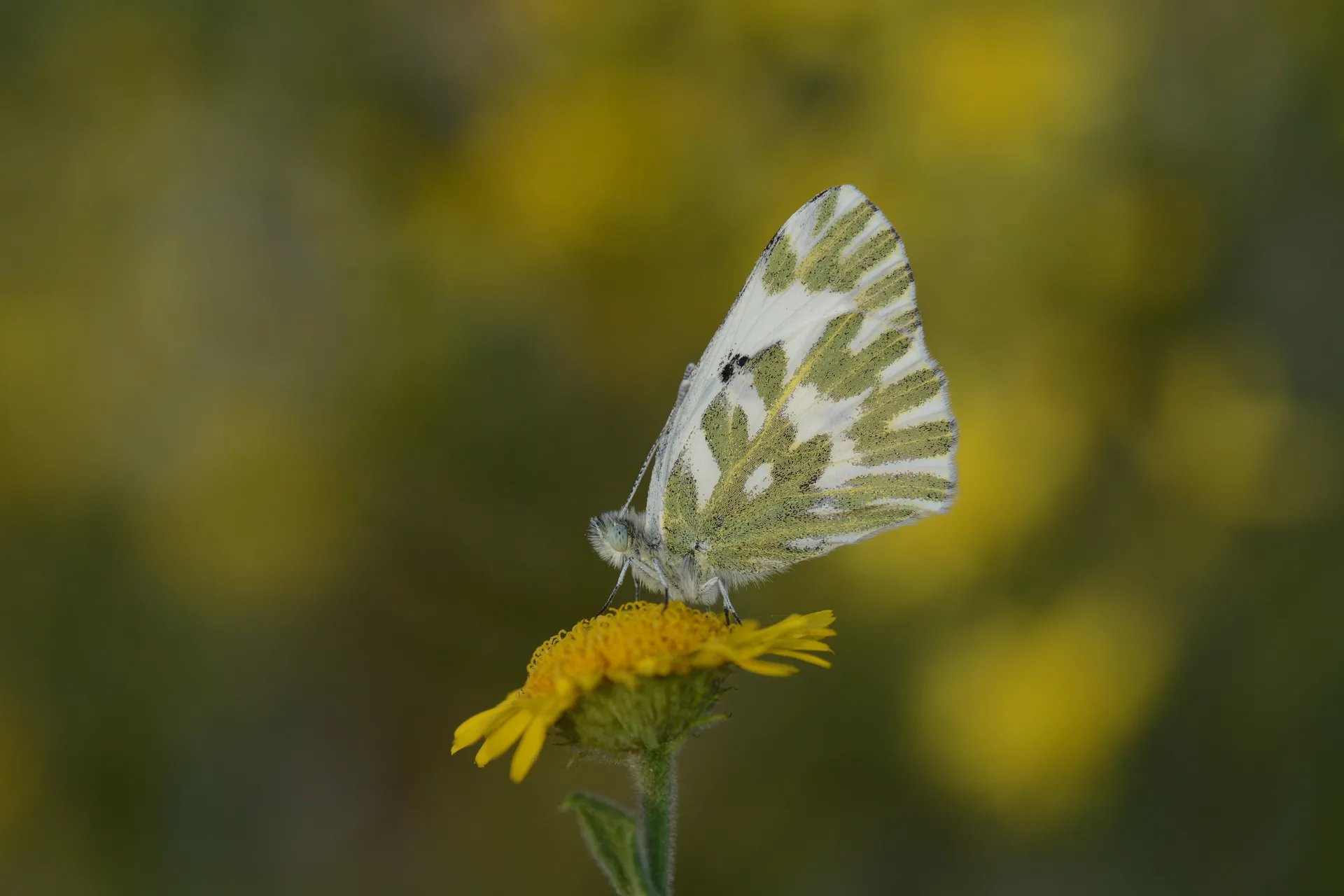 Pontia chloridice (KÃ¼Ã§Ã¼k Beneklimelek) butterfly photo
