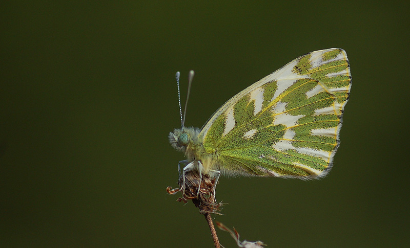 Pontia chloridice (Küçük Beneklimelek) butterfly photo