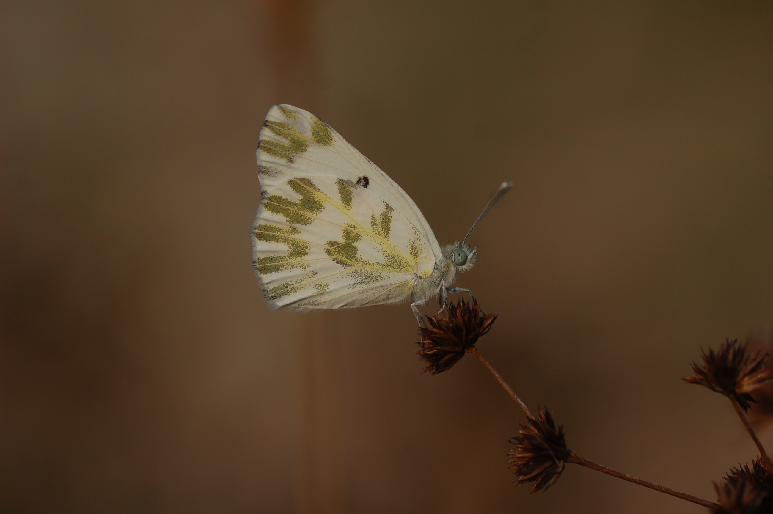 Pontia chloridice (Küçük Beneklimelek) butterfly photo