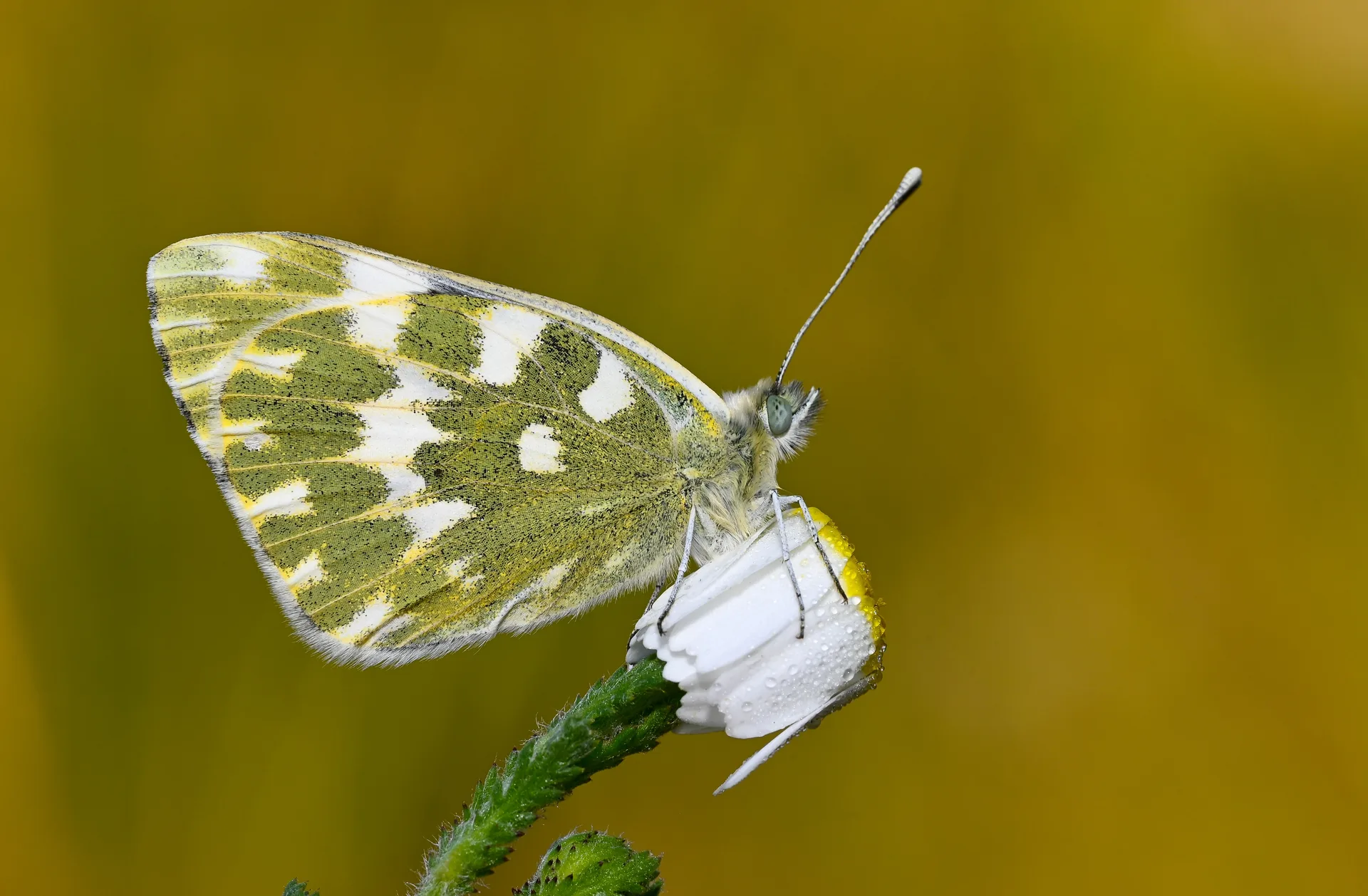 Pontia daplidice (Beneklimelek) butterfly photo