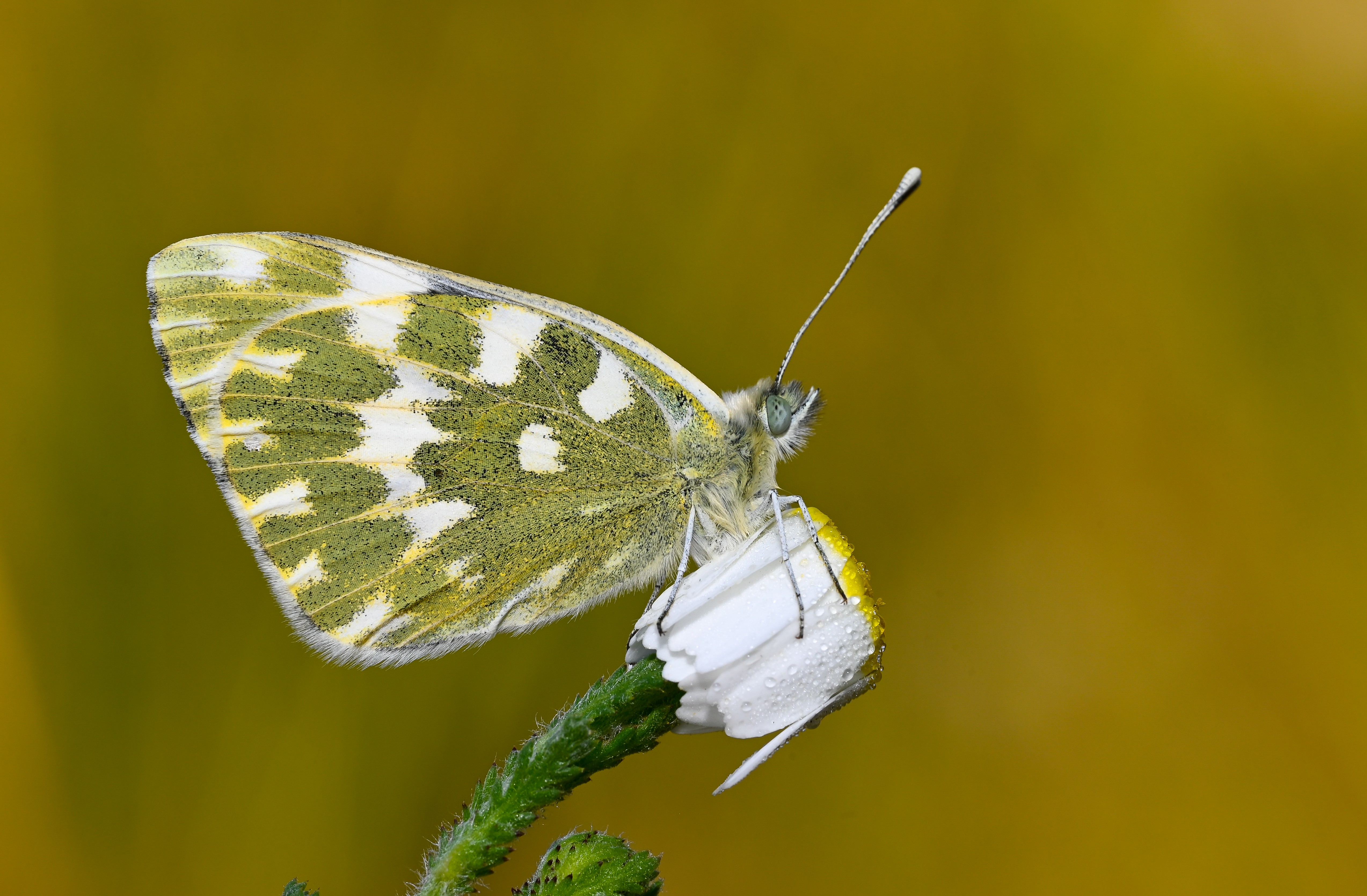 Pontia daplidice (Beneklimelek) butterfly photo