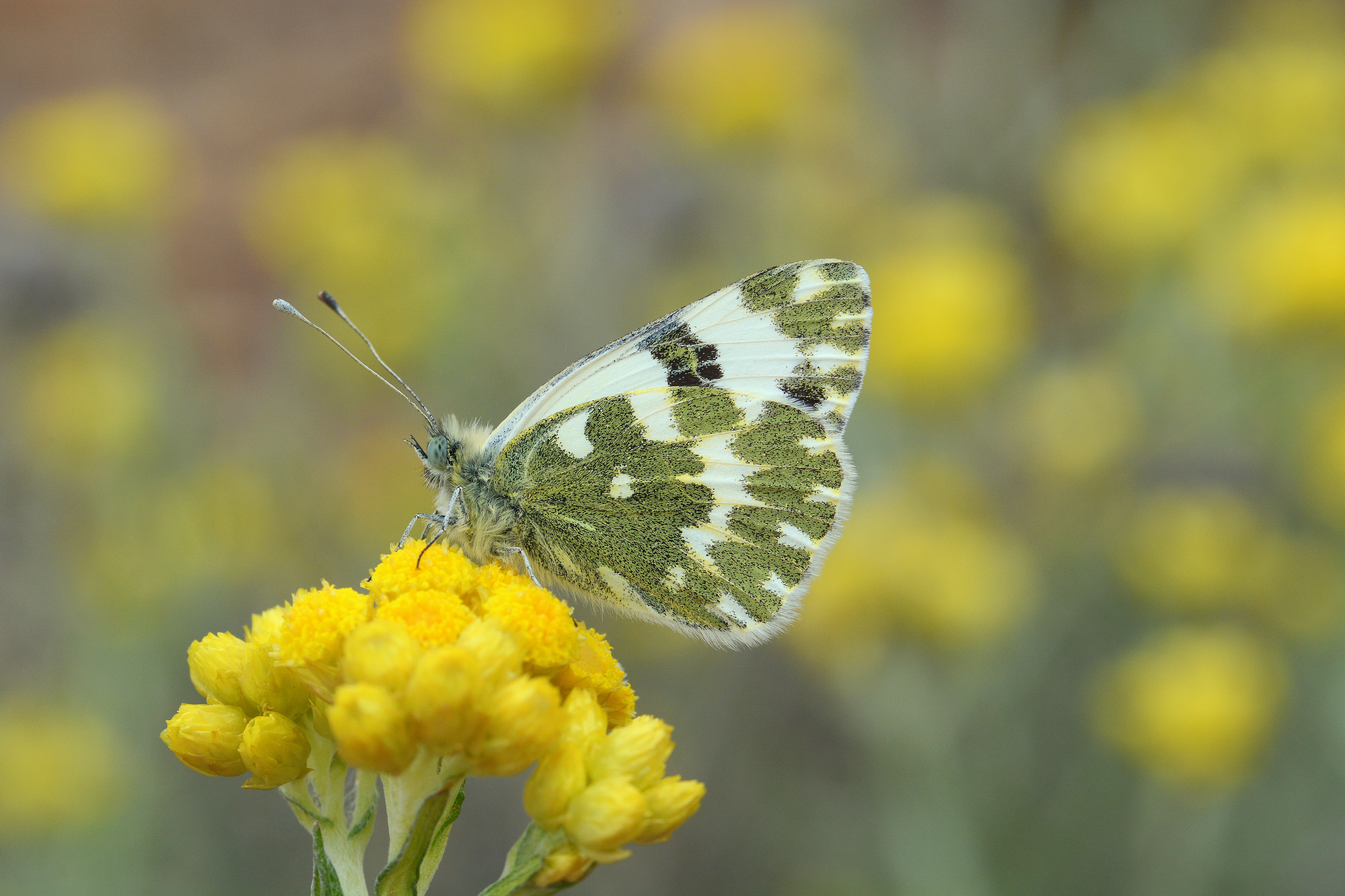 Pontia daplidice (Beneklimelek) butterfly photo