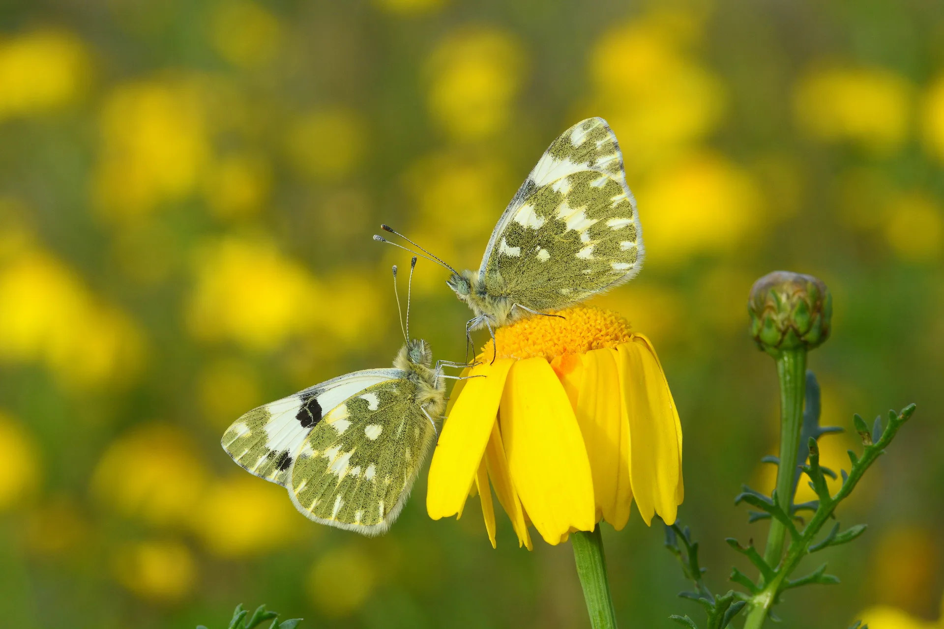 Pontia daplidice (Beneklimelek) butterfly photo