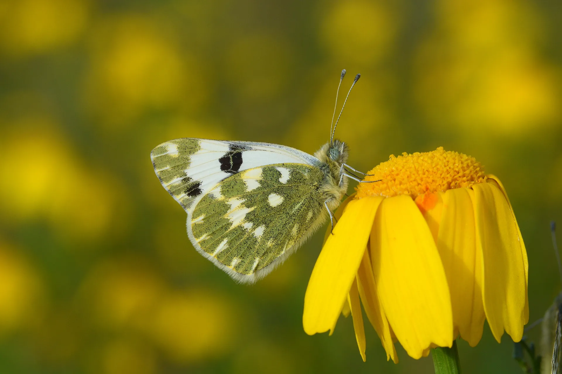 Pontia daplidice (Beneklimelek) butterfly photo