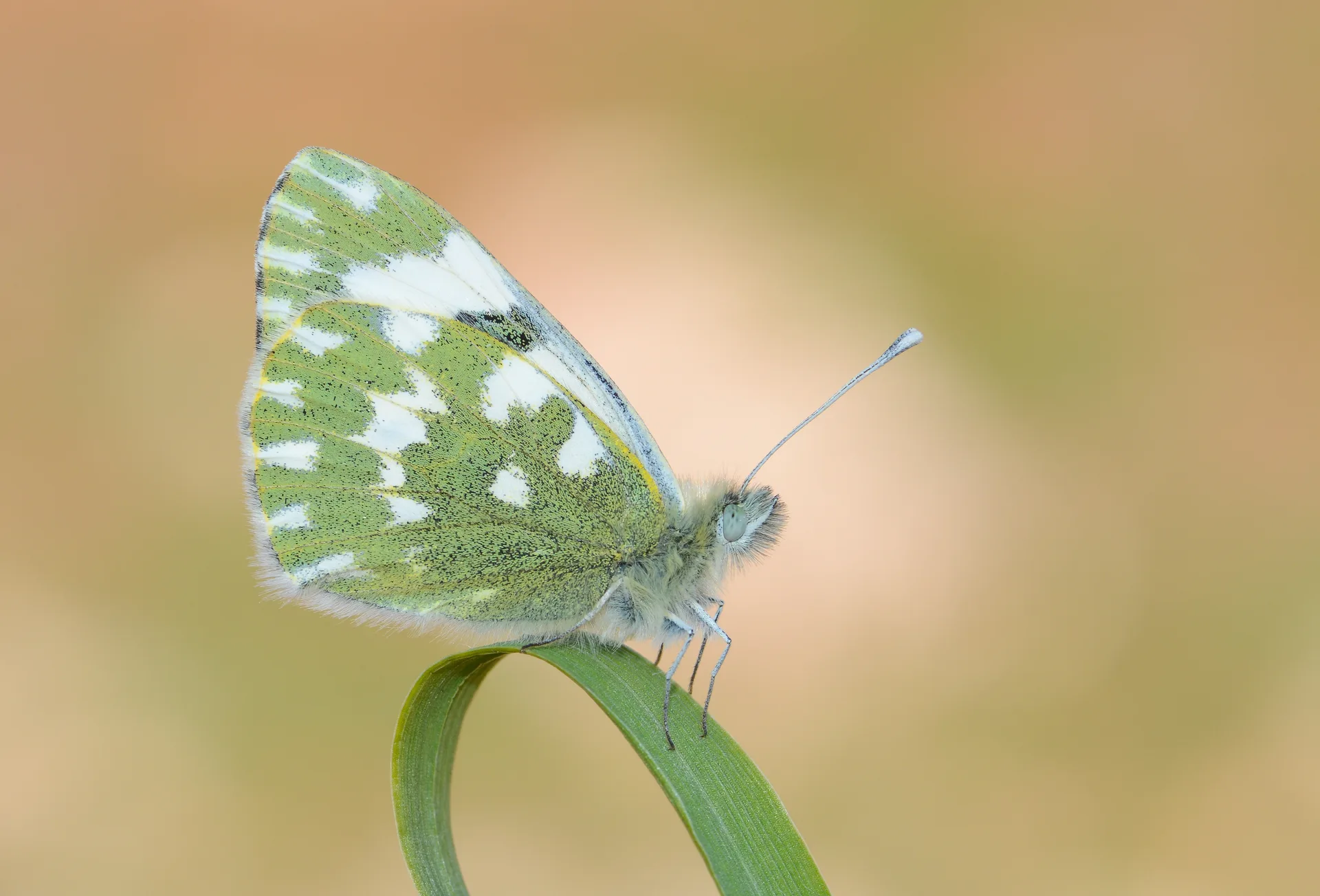 Pontia edusa (Yeni Beneklimelek) butterfly photo