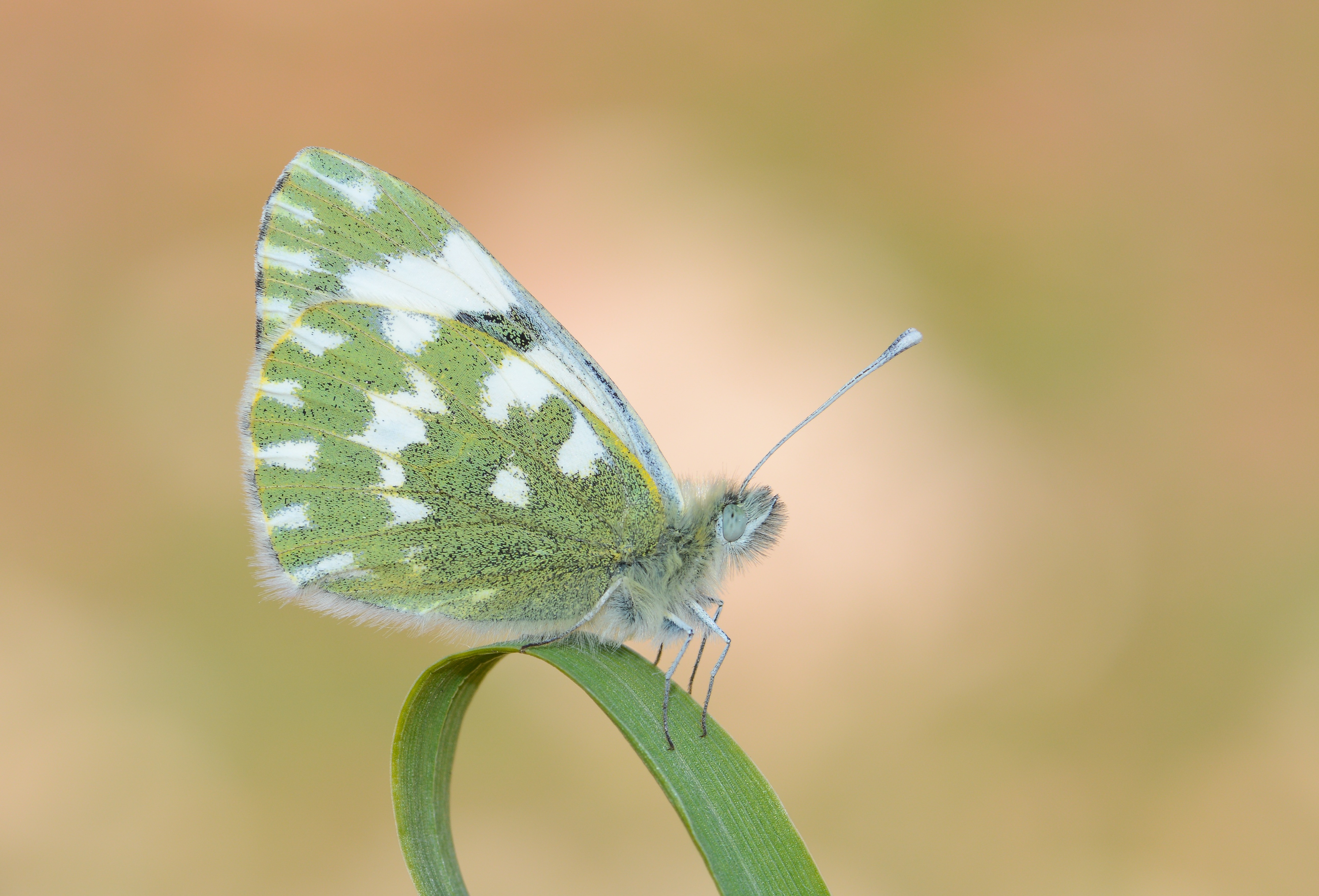 Pontia edusa (Yeni Beneklimelek) butterfly photo