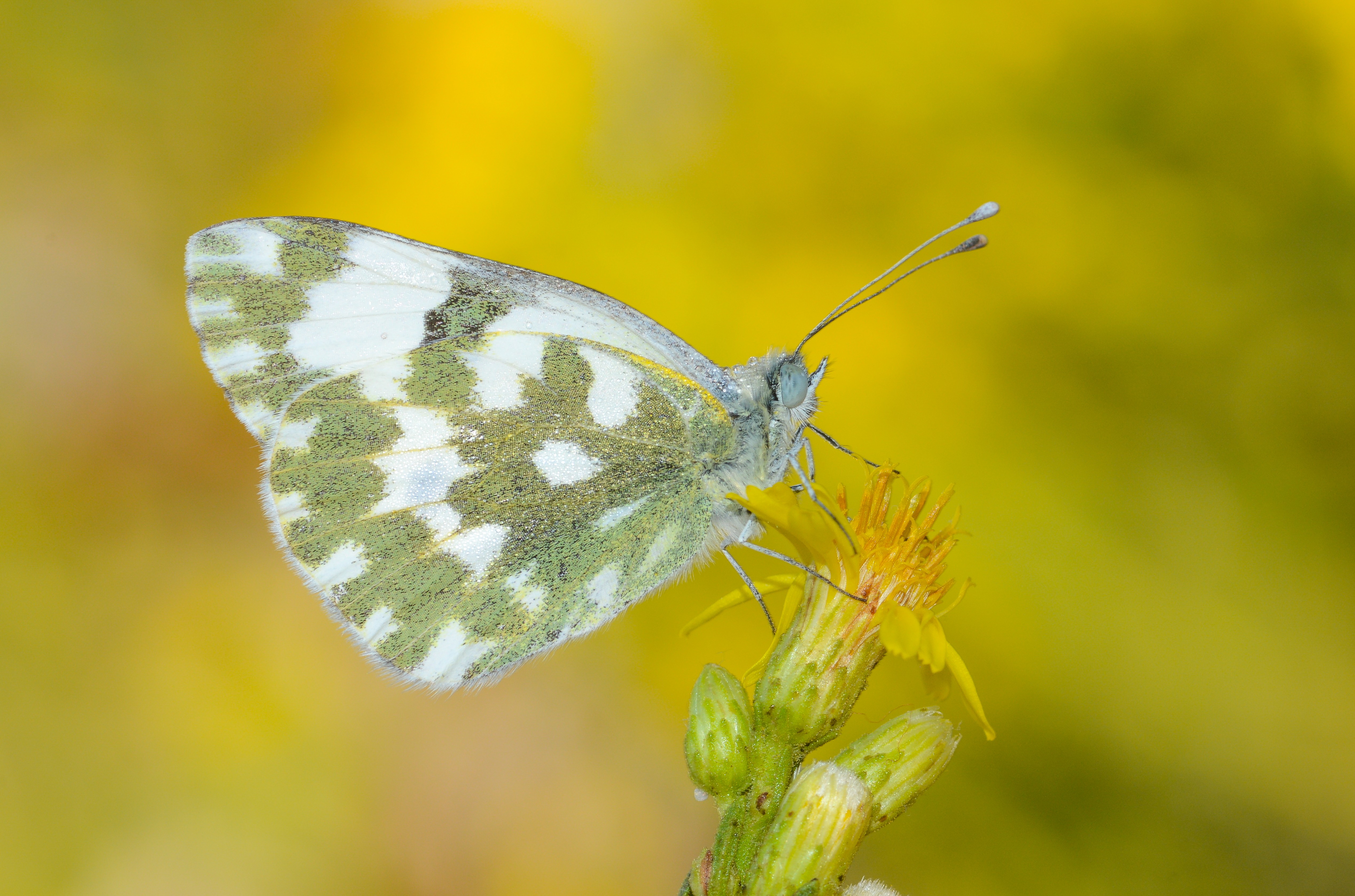 Pontia edusa (Yeni Beneklimelek) butterfly photo