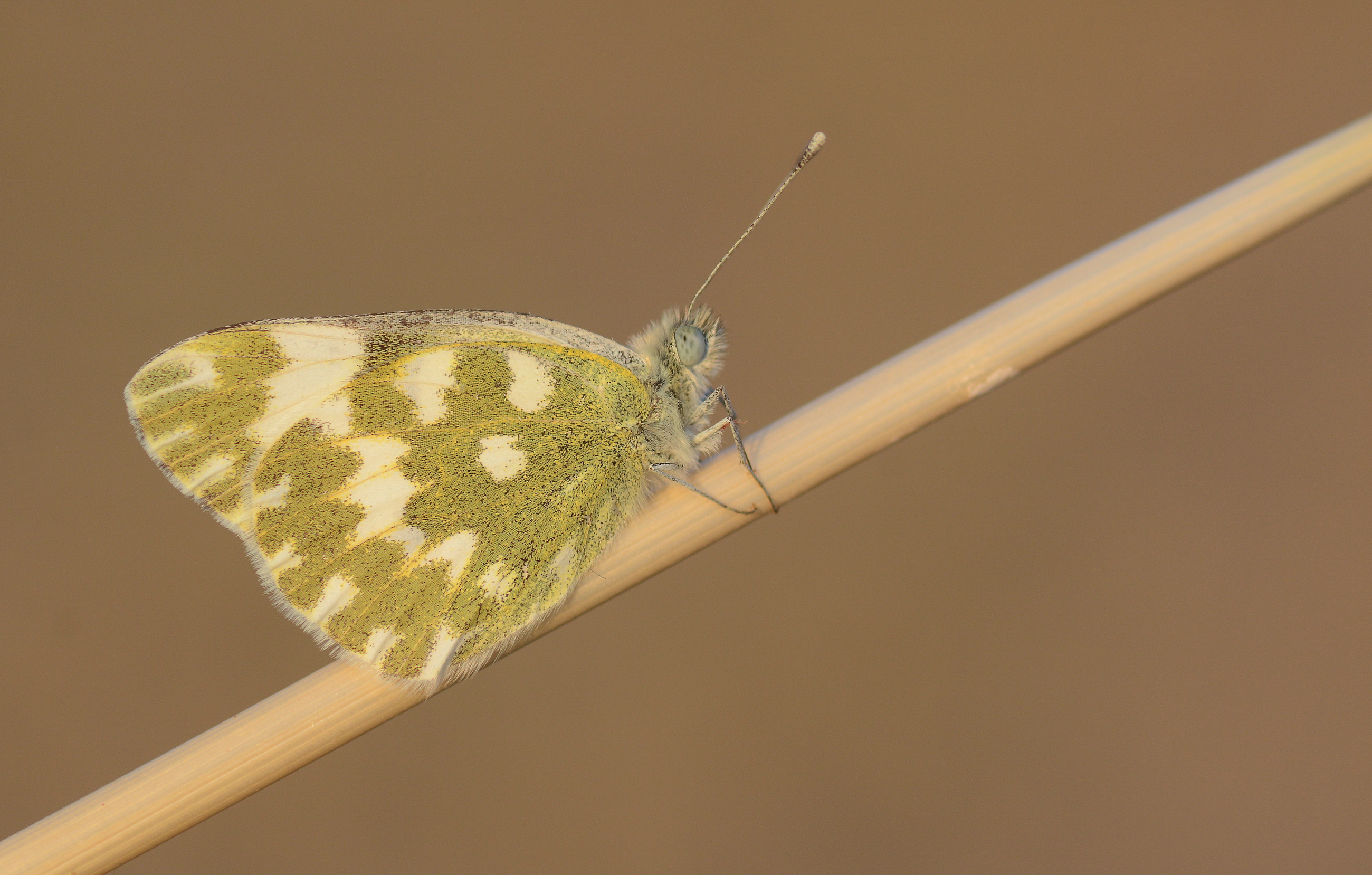 Pontia edusa (Yeni Beneklimelek) butterfly photo