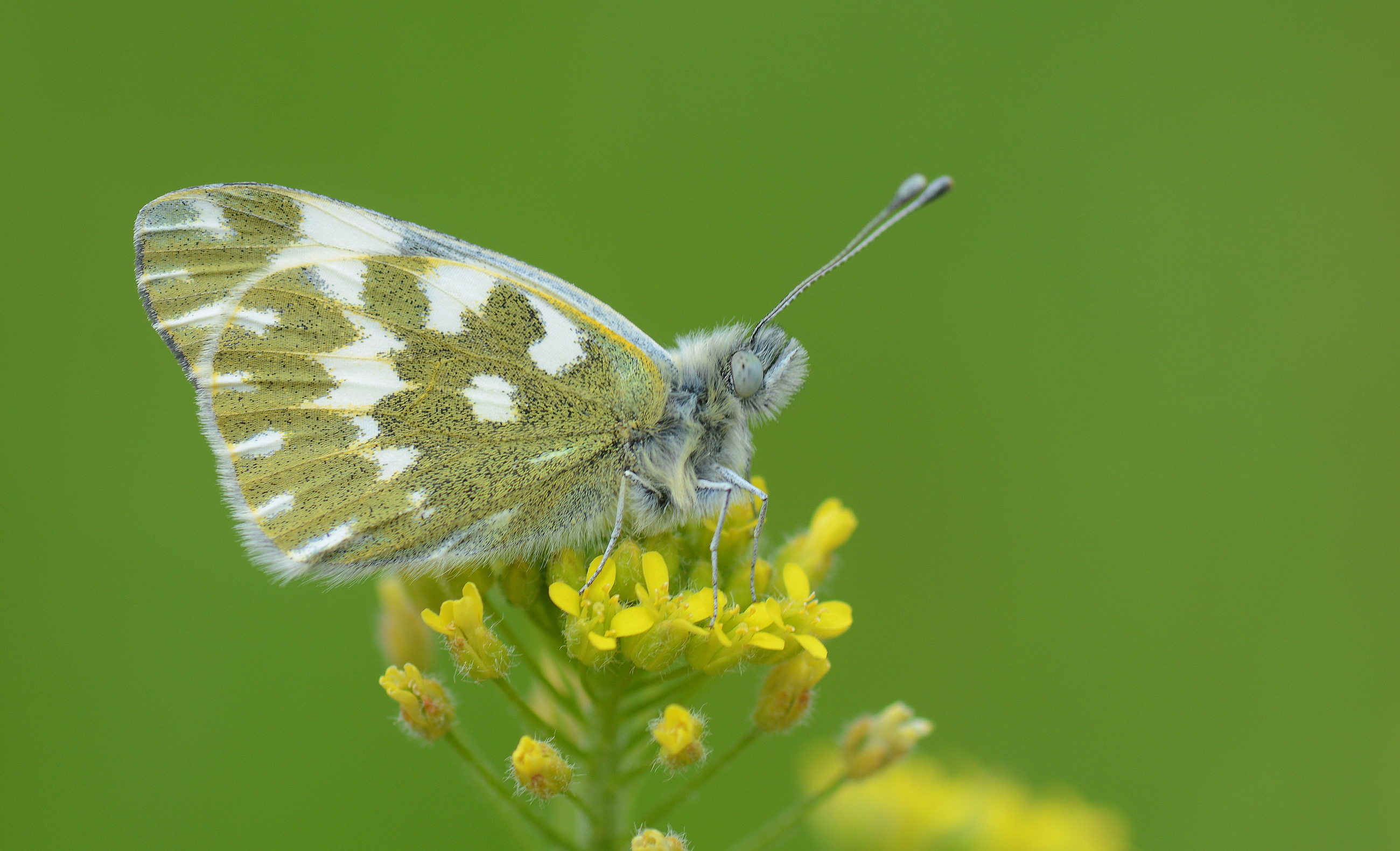 Pontia edusa (Yeni Beneklimelek) butterfly photo