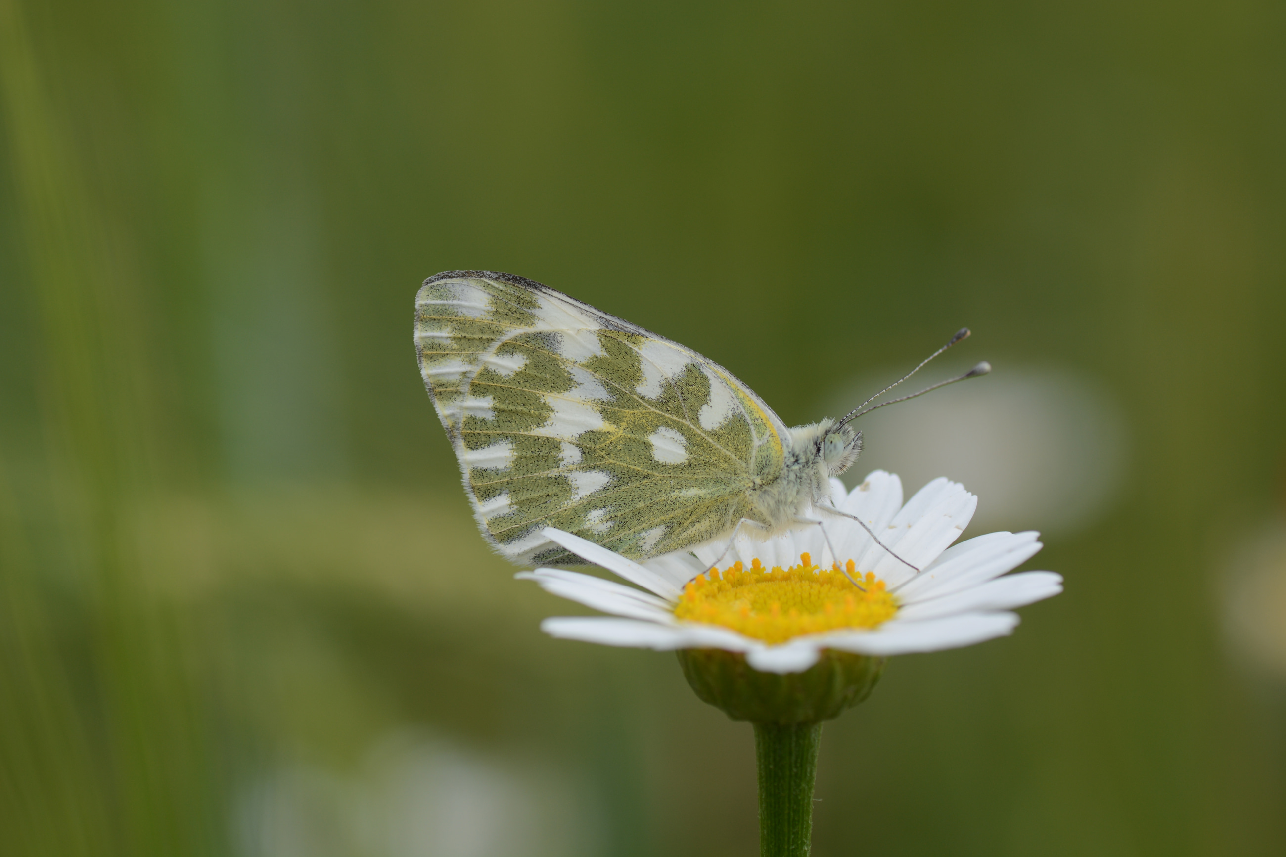Pontia edusa (Yeni Beneklimelek) butterfly photo