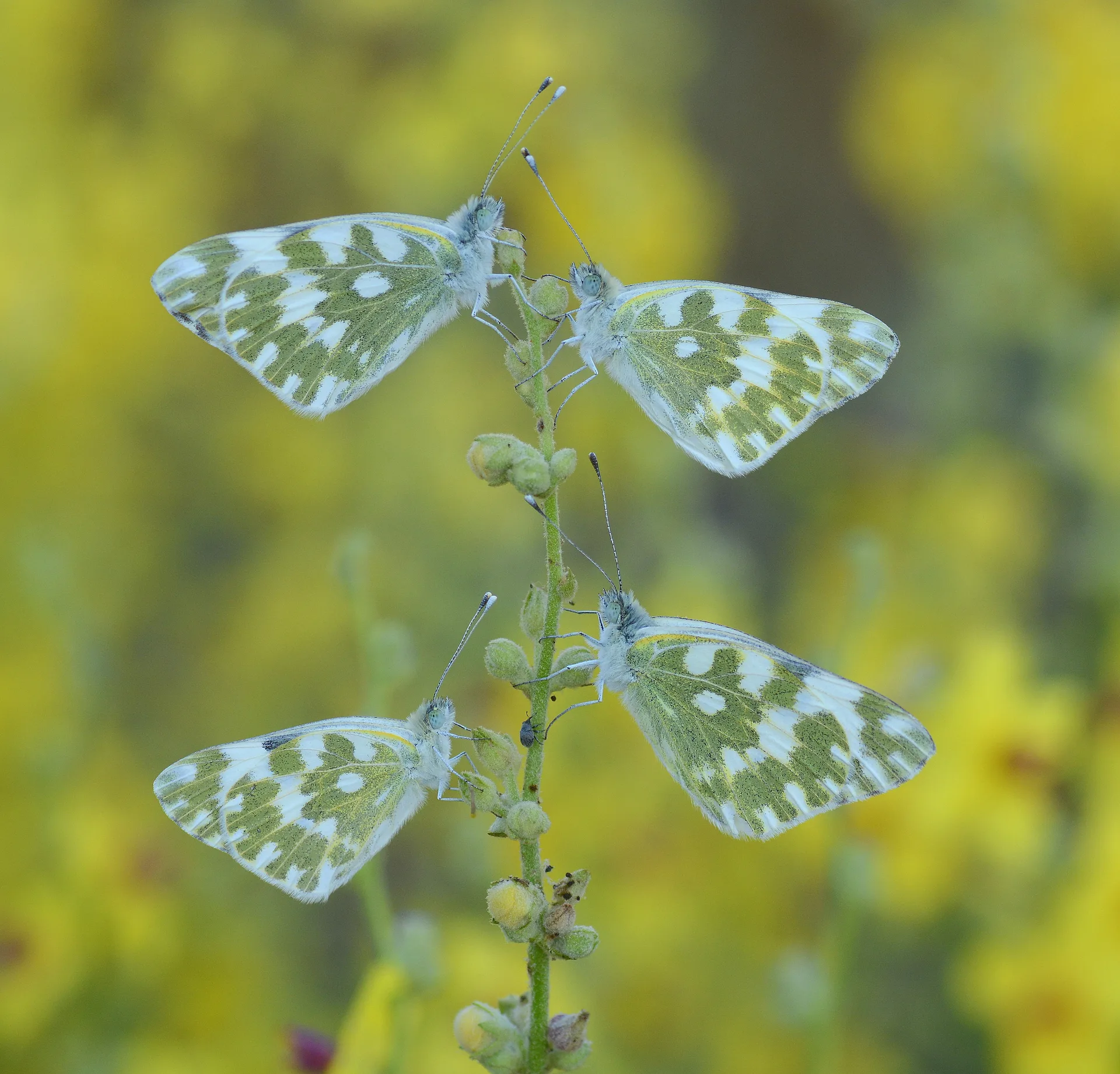 Pontia edusa (Yeni Beneklimelek) butterfly photo