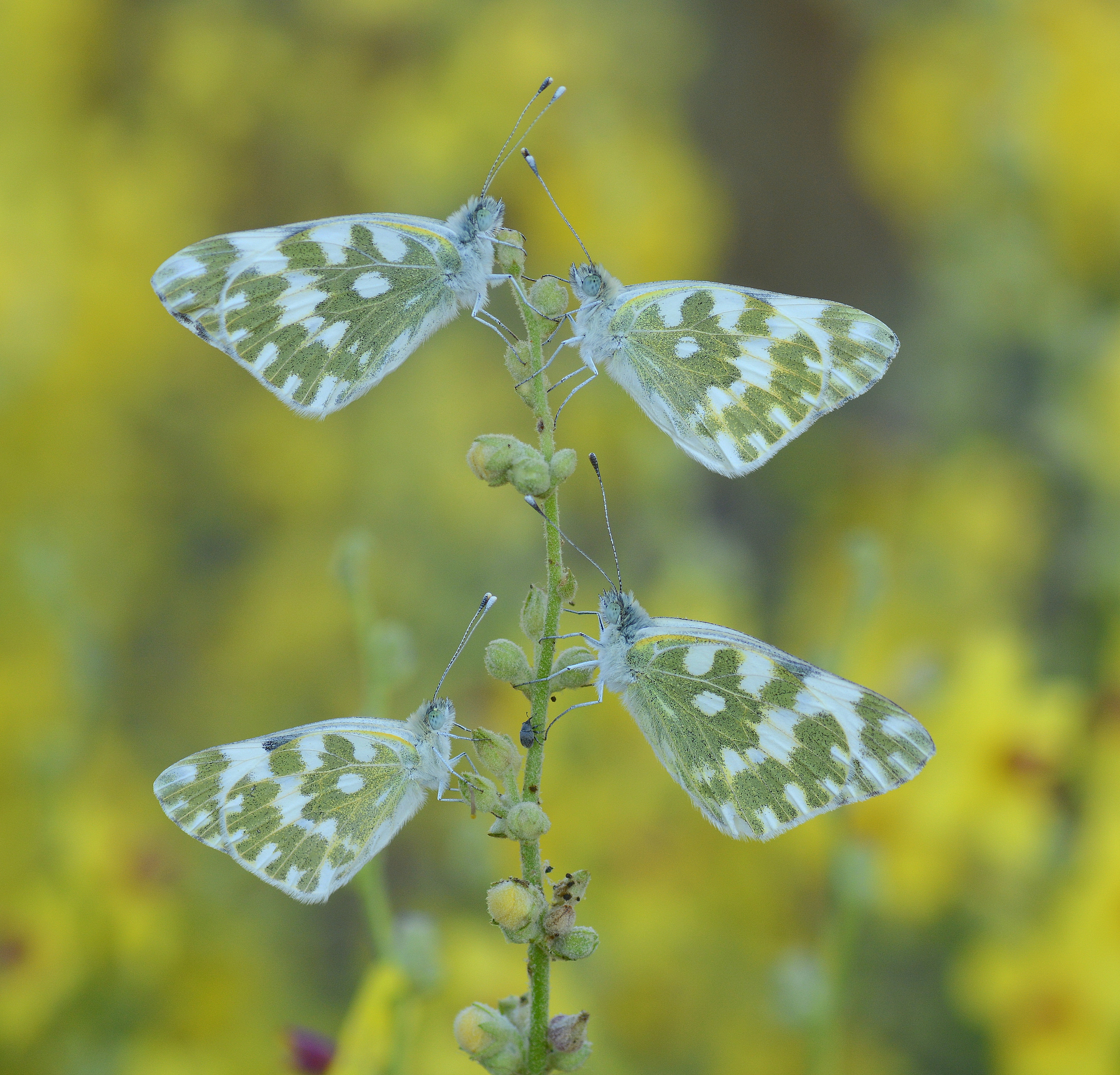 Pontia edusa (Yeni Beneklimelek) butterfly photo