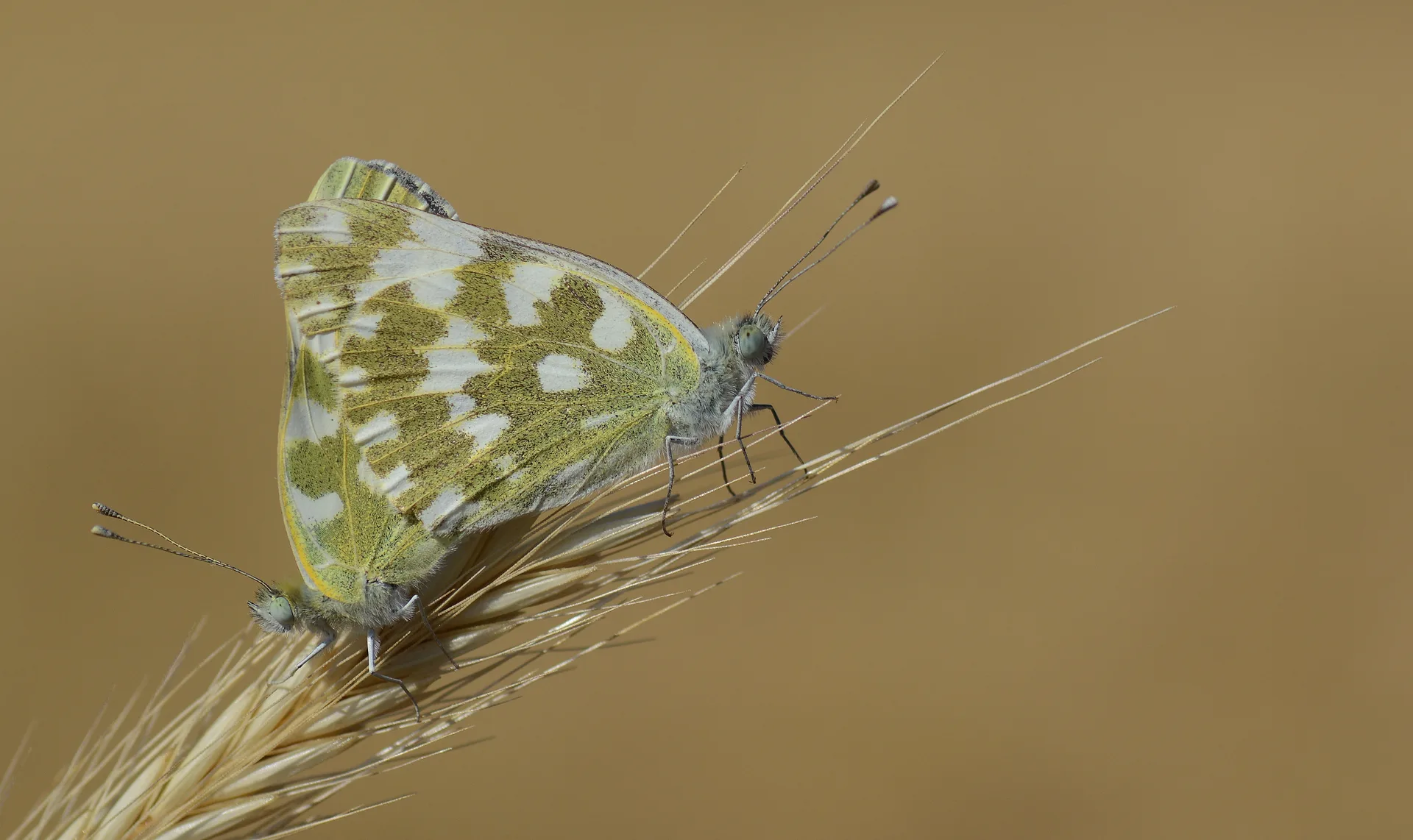 Pontia edusa (Yeni Beneklimelek) butterfly photo
