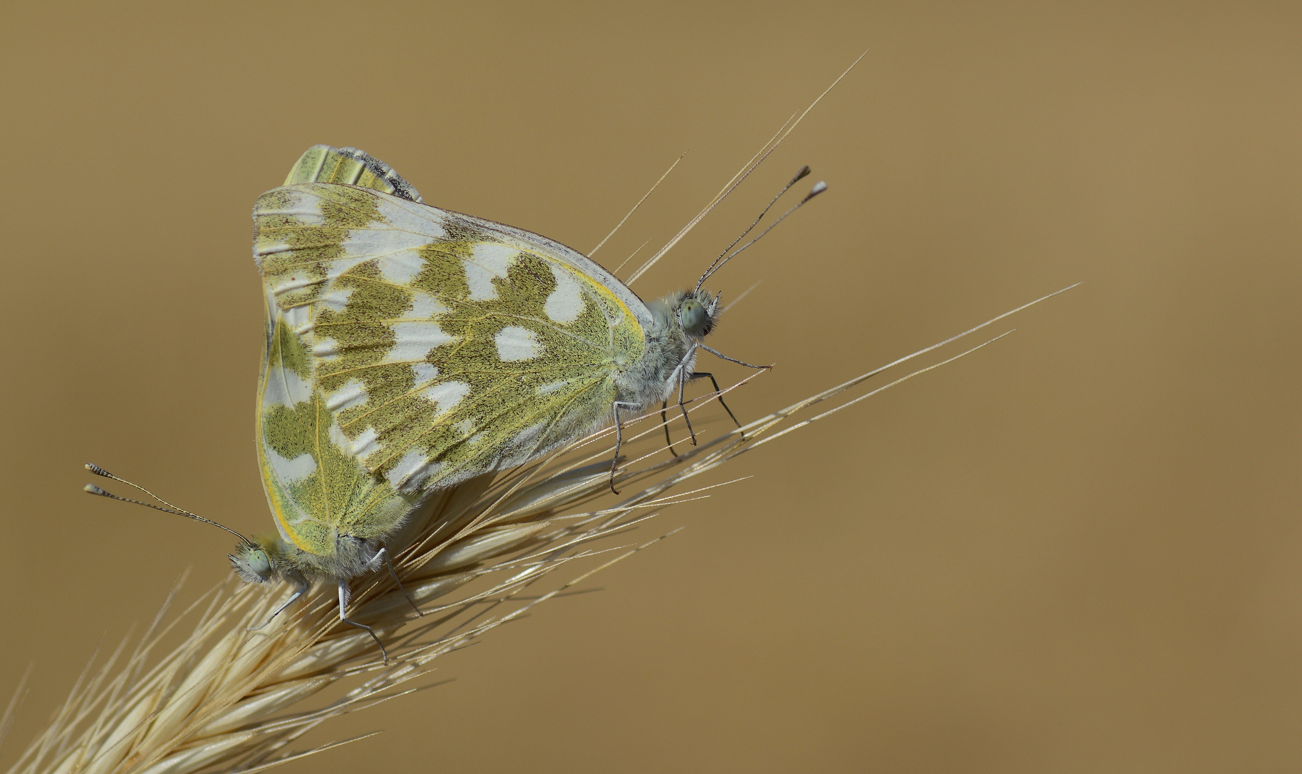 Pontia edusa (Yeni Beneklimelek) butterfly photo