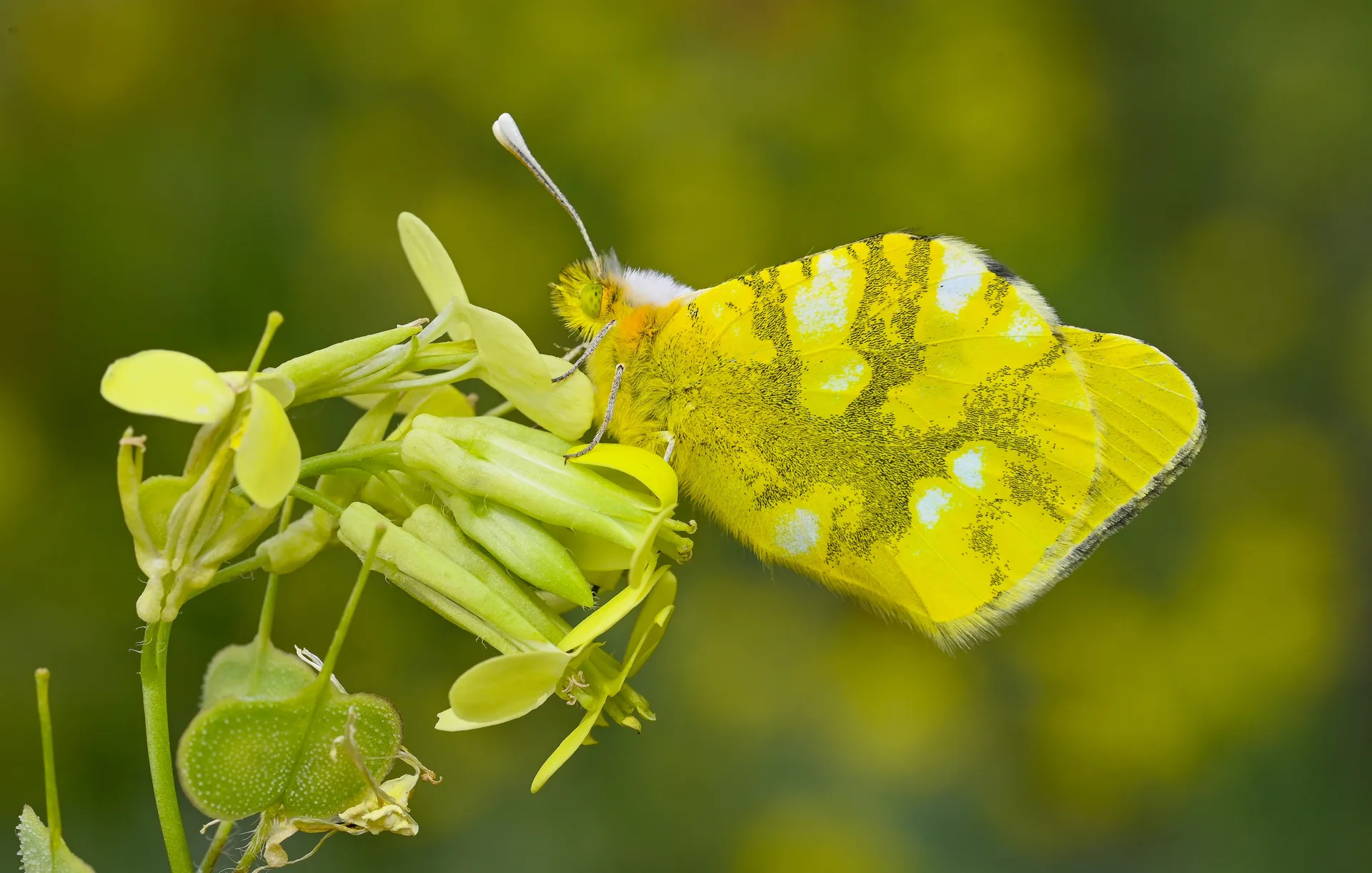 Zegris eupheme (Zegris) butterfly photo