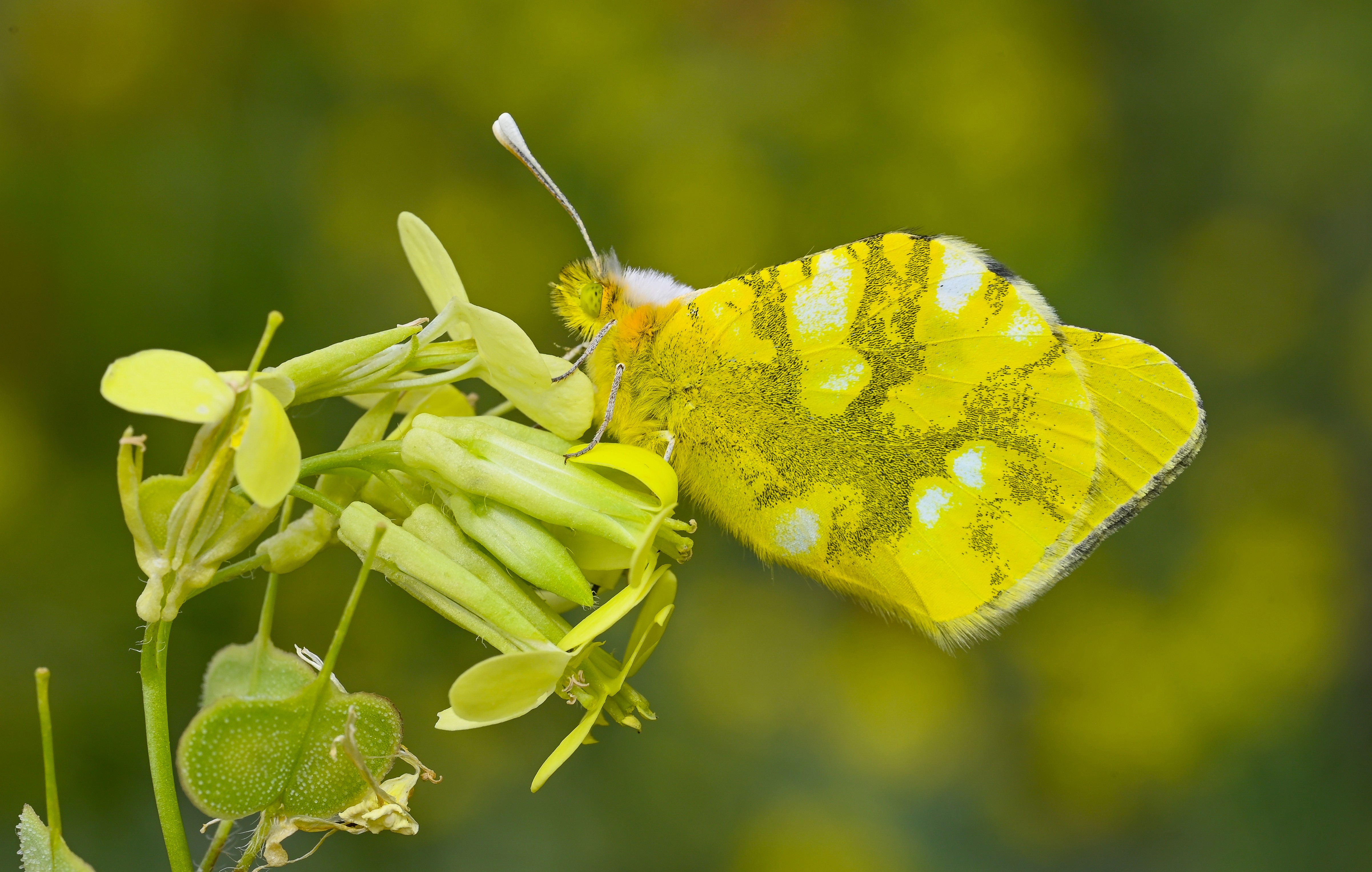 Zegris eupheme (Zegris) butterfly photo