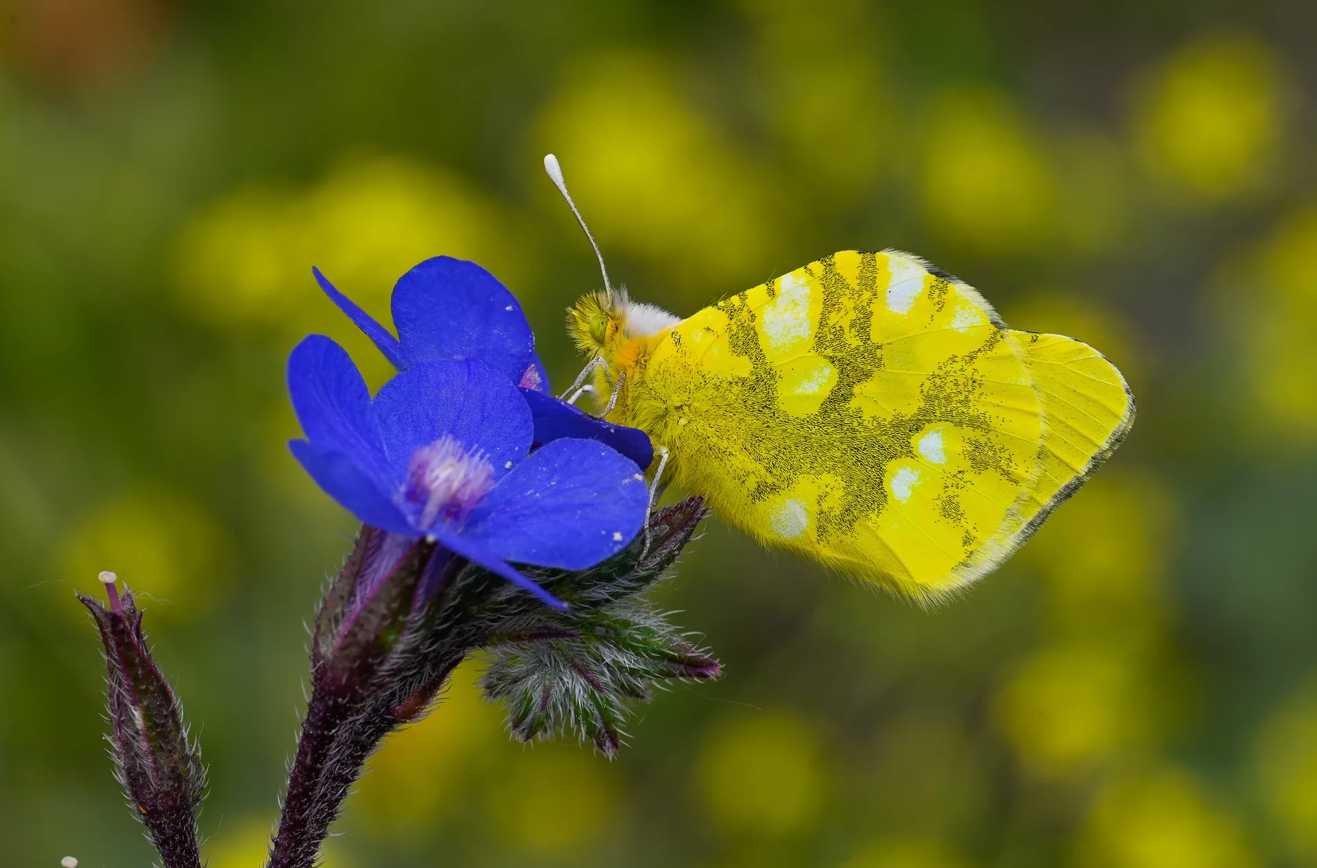 Zegris eupheme (Zegris) butterfly photo