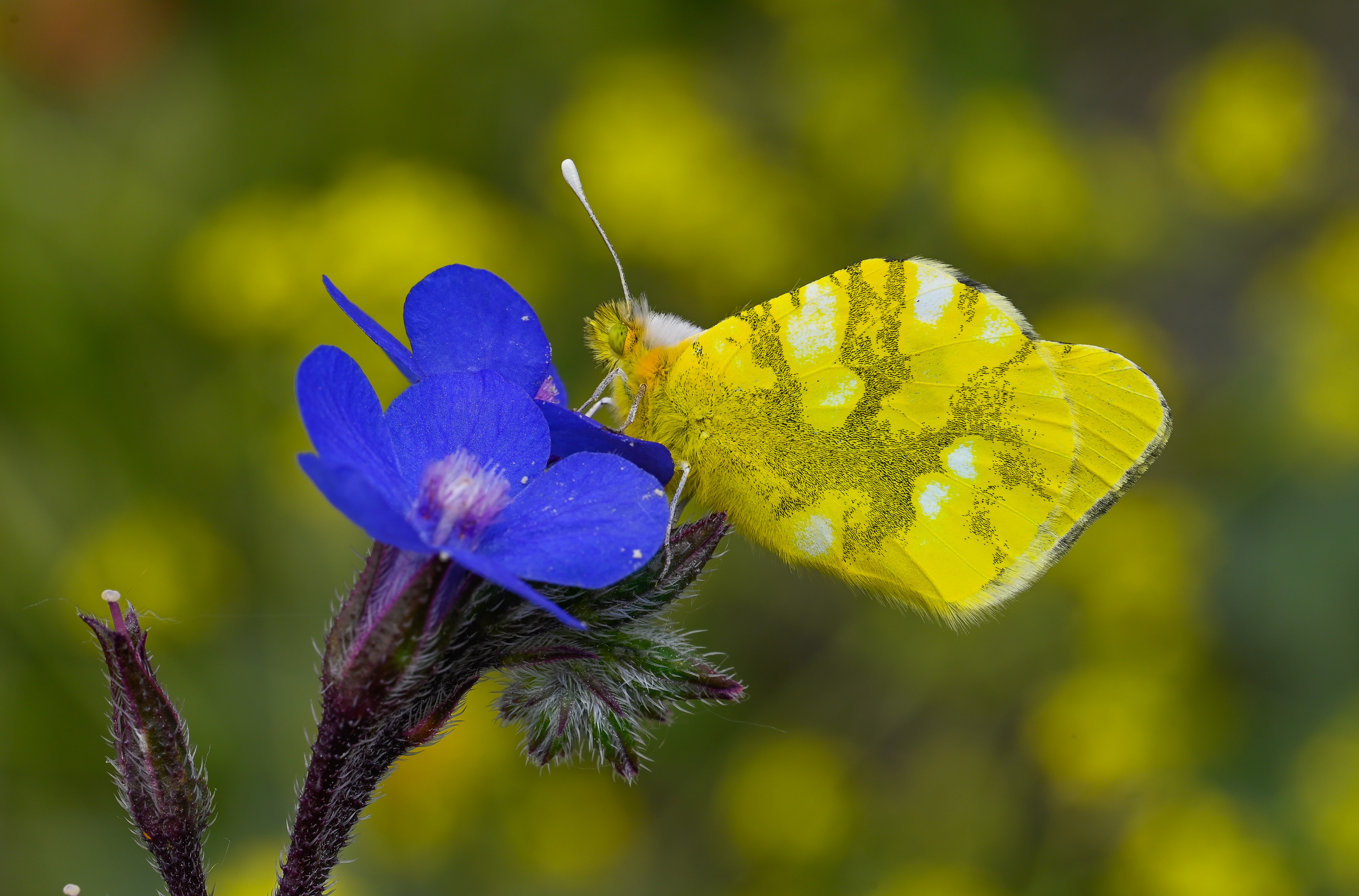 Zegris eupheme (Zegris) butterfly photo