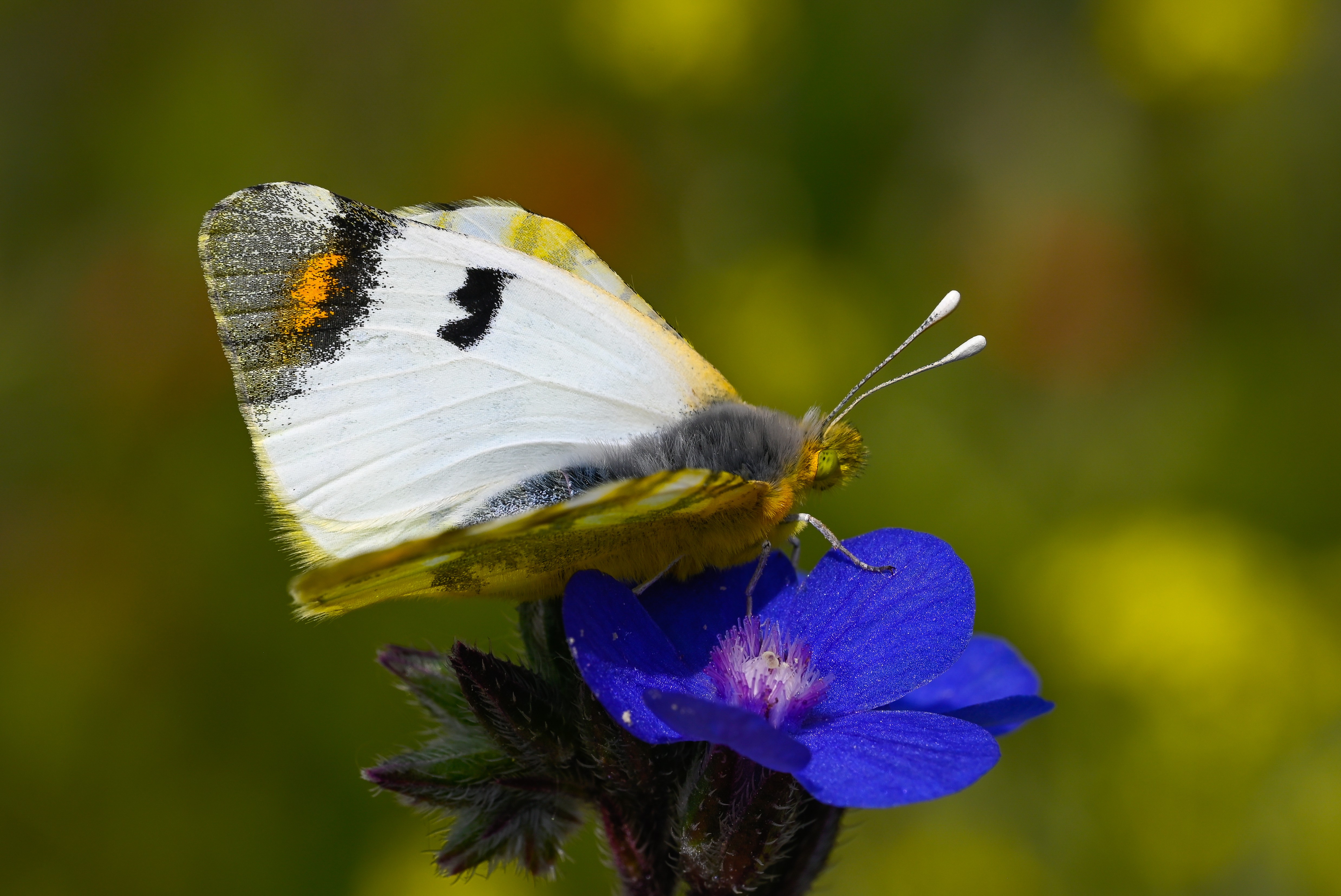 Zegris eupheme (Zegris) butterfly photo