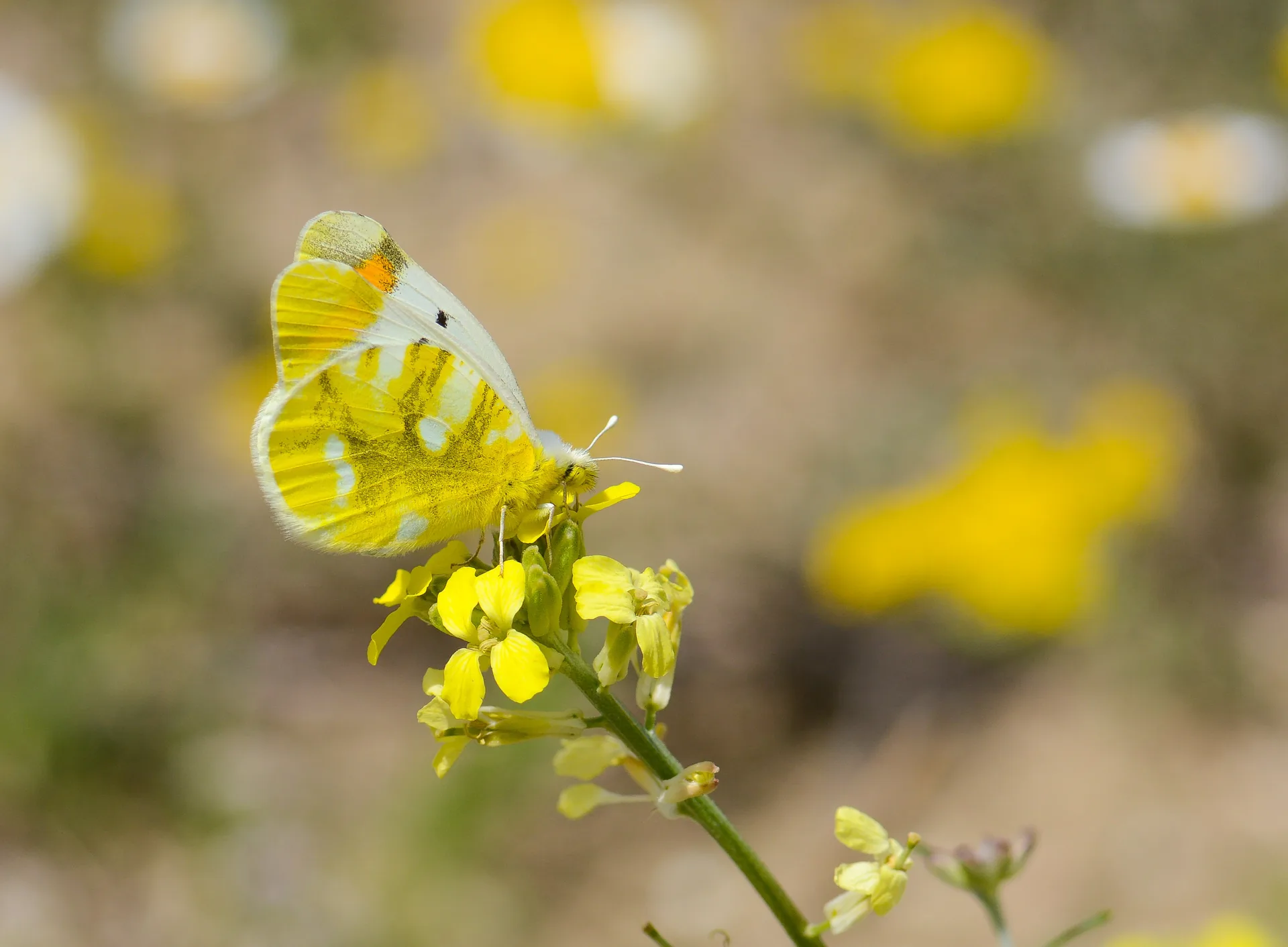 Zegris eupheme (Zegris) butterfly photo