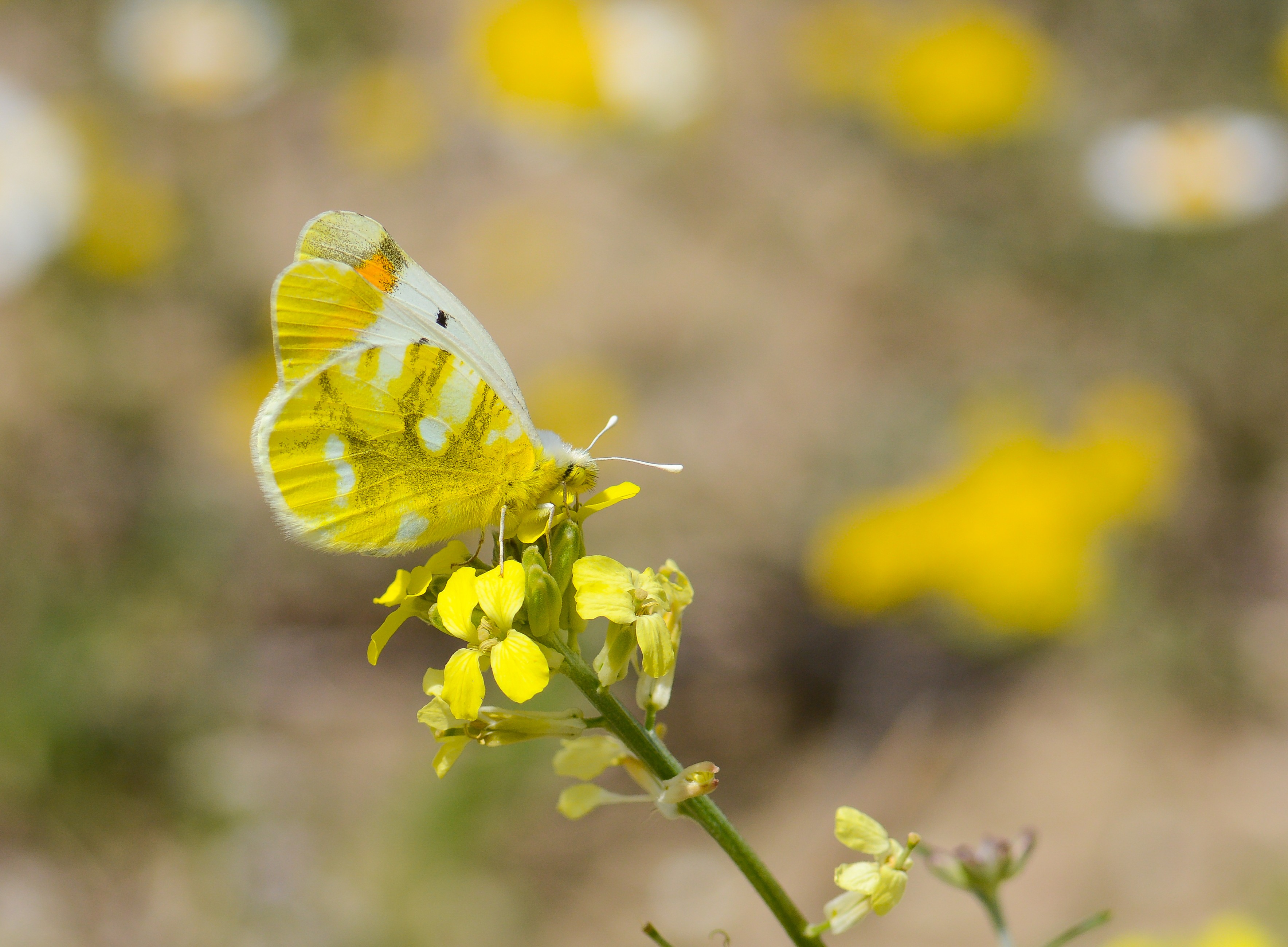 Zegris eupheme (Zegris) butterfly photo